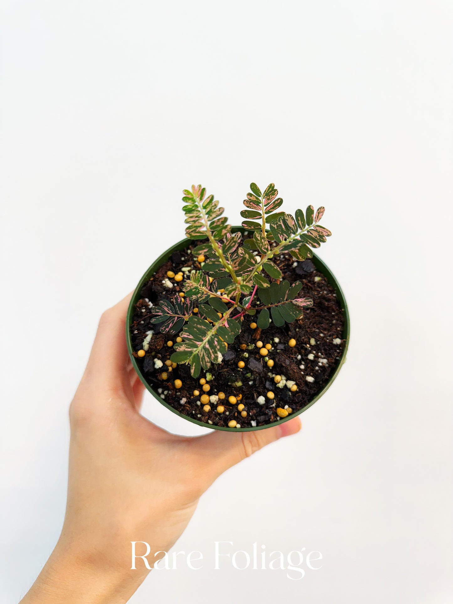 Phyllanthus Urinaria Pink Variegated 4”