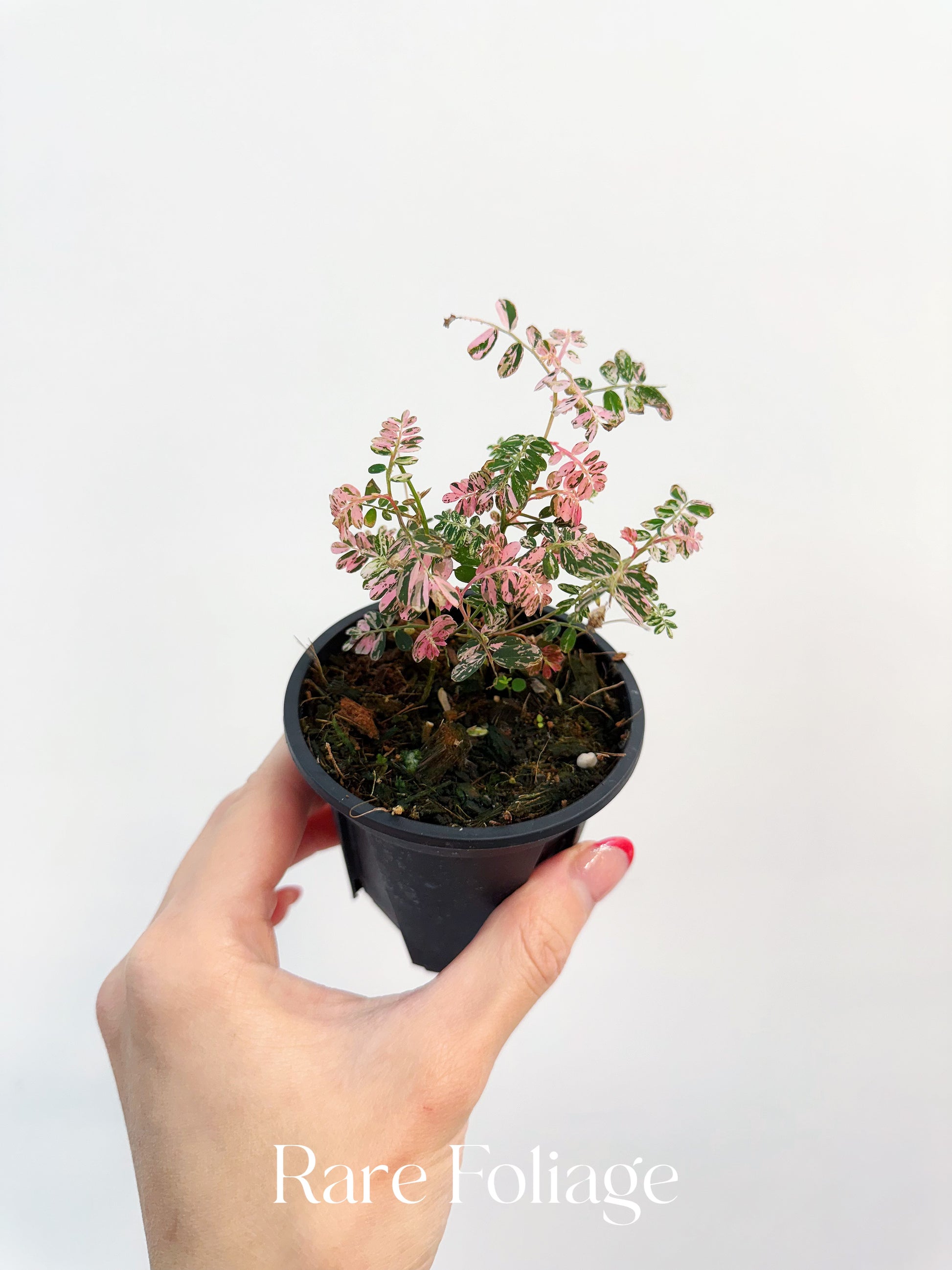 Phyllanthus Urinaria Pink Variegated 3” – Rare Foliage Plant Co