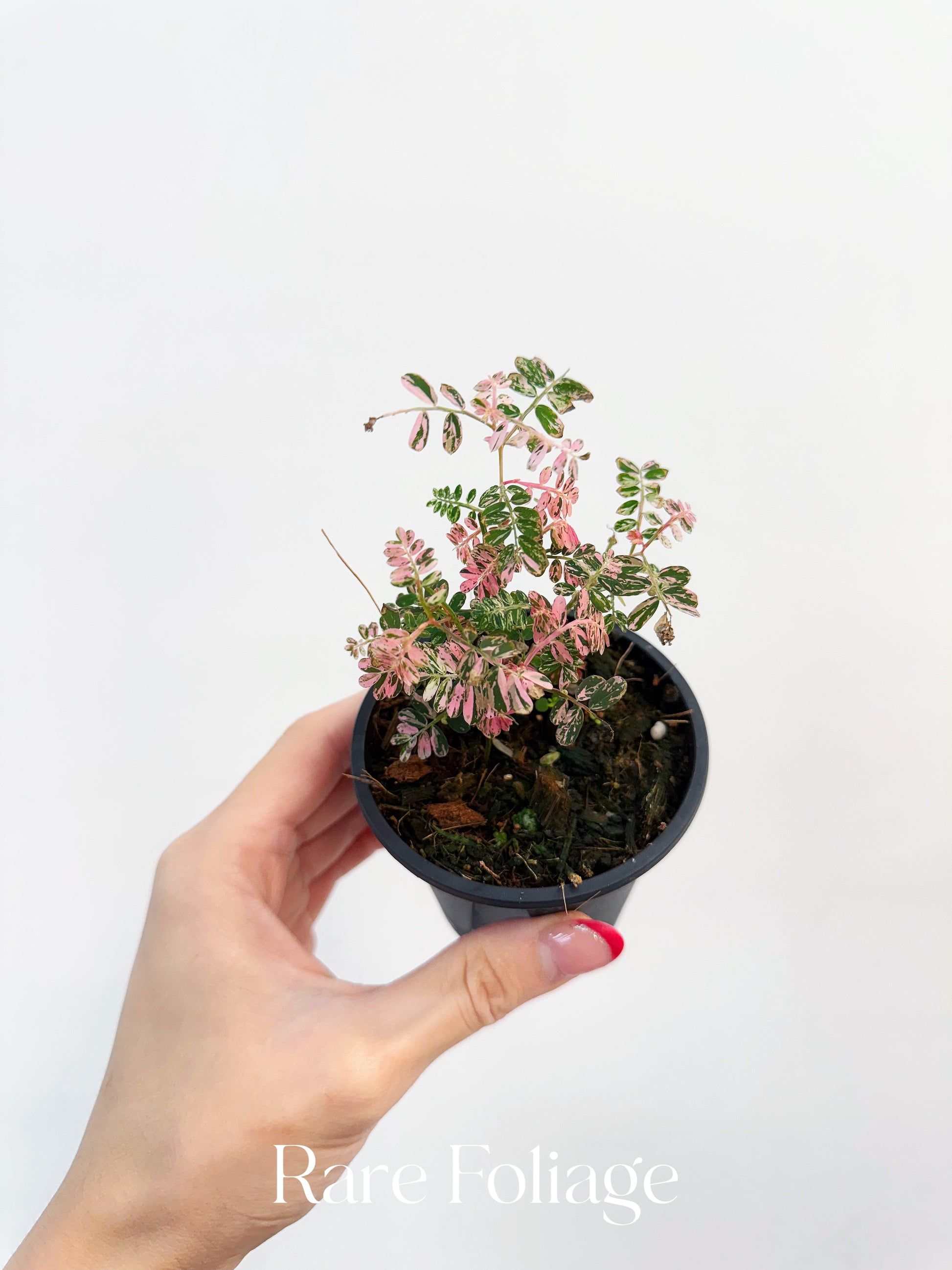 Phyllanthus Urinaria Pink Variegated 3” – Rare Foliage Plant Co