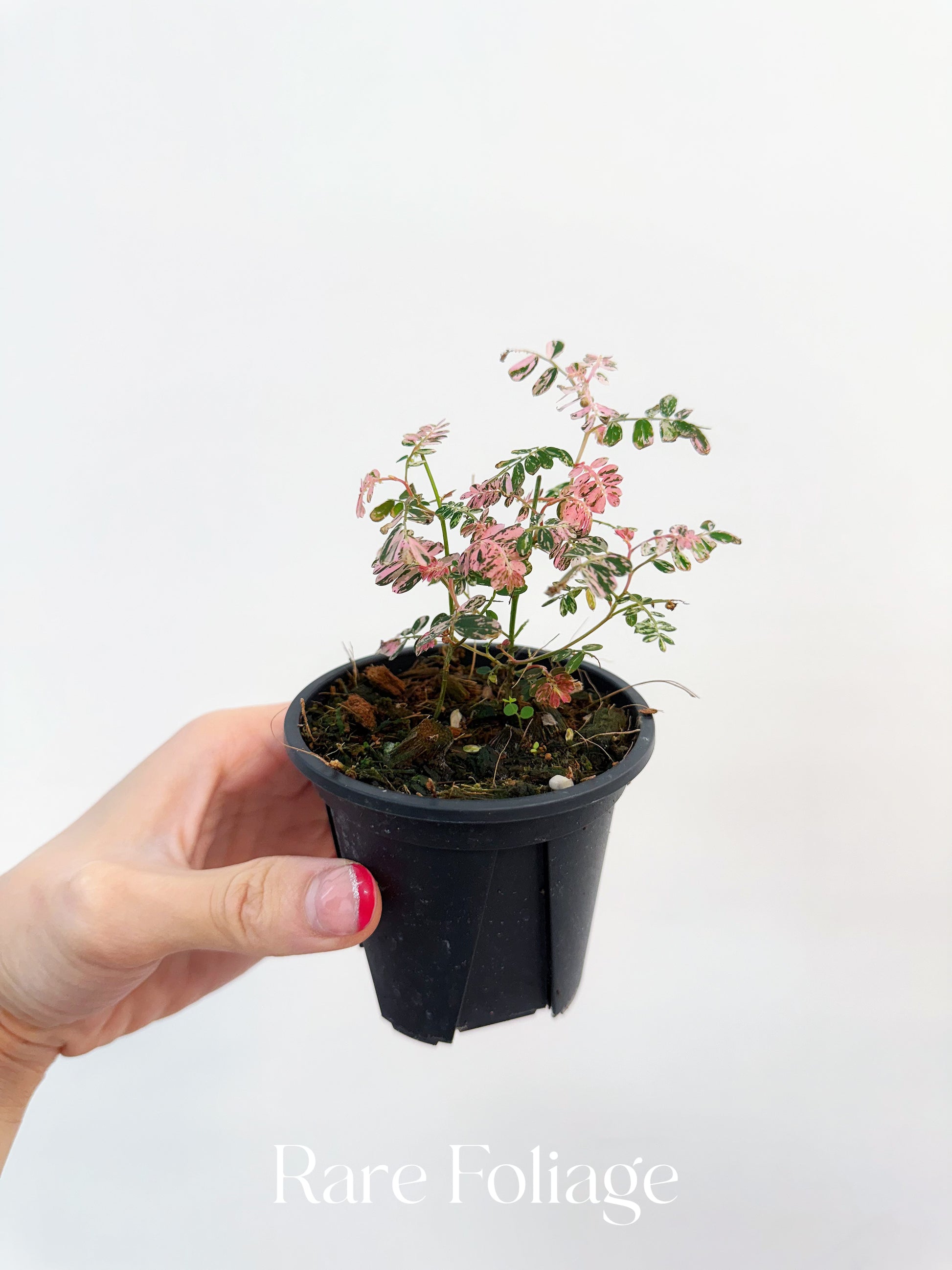 その他観葉植物 3 Phyllanthus urinaria Variegate Phyllanthus Urinaria Pink Variegated 3” – Rare Foliage Plant Co
