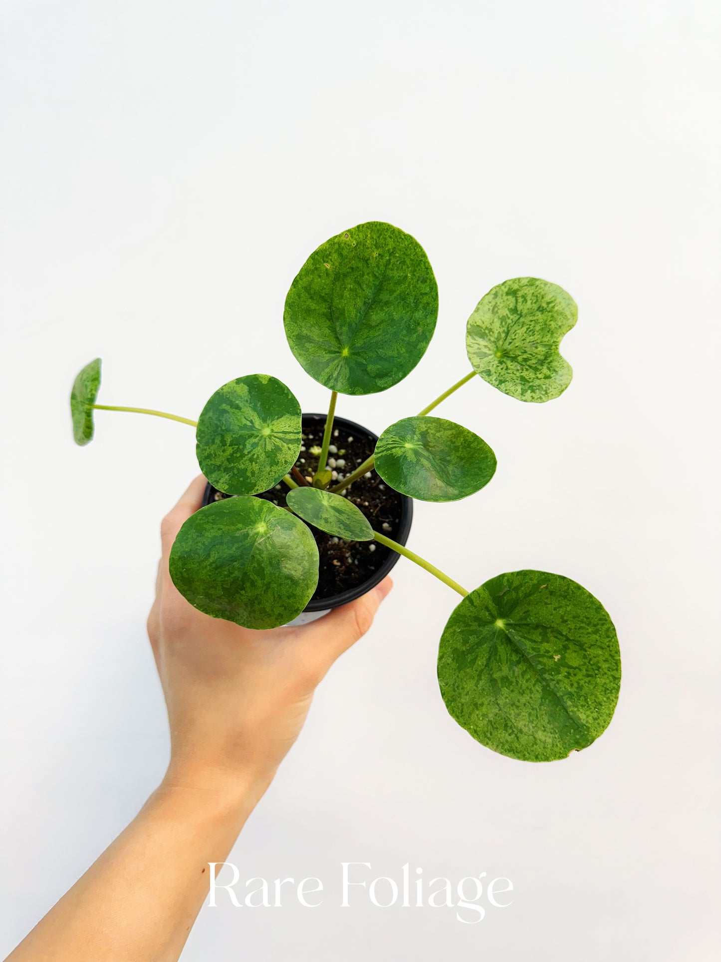 Pilea Mojito Variegated 4”
