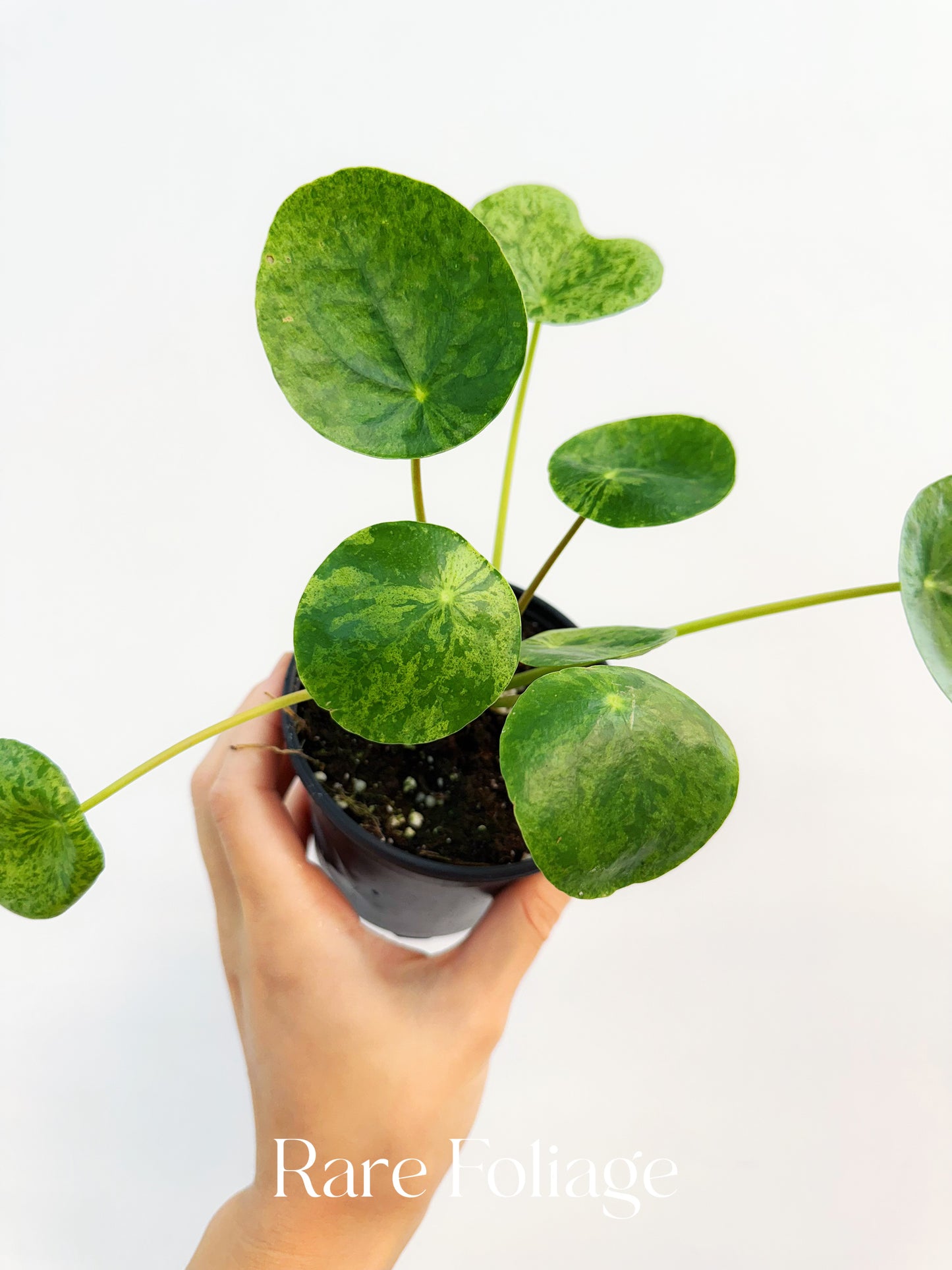Pilea Mojito Variegated 4”
