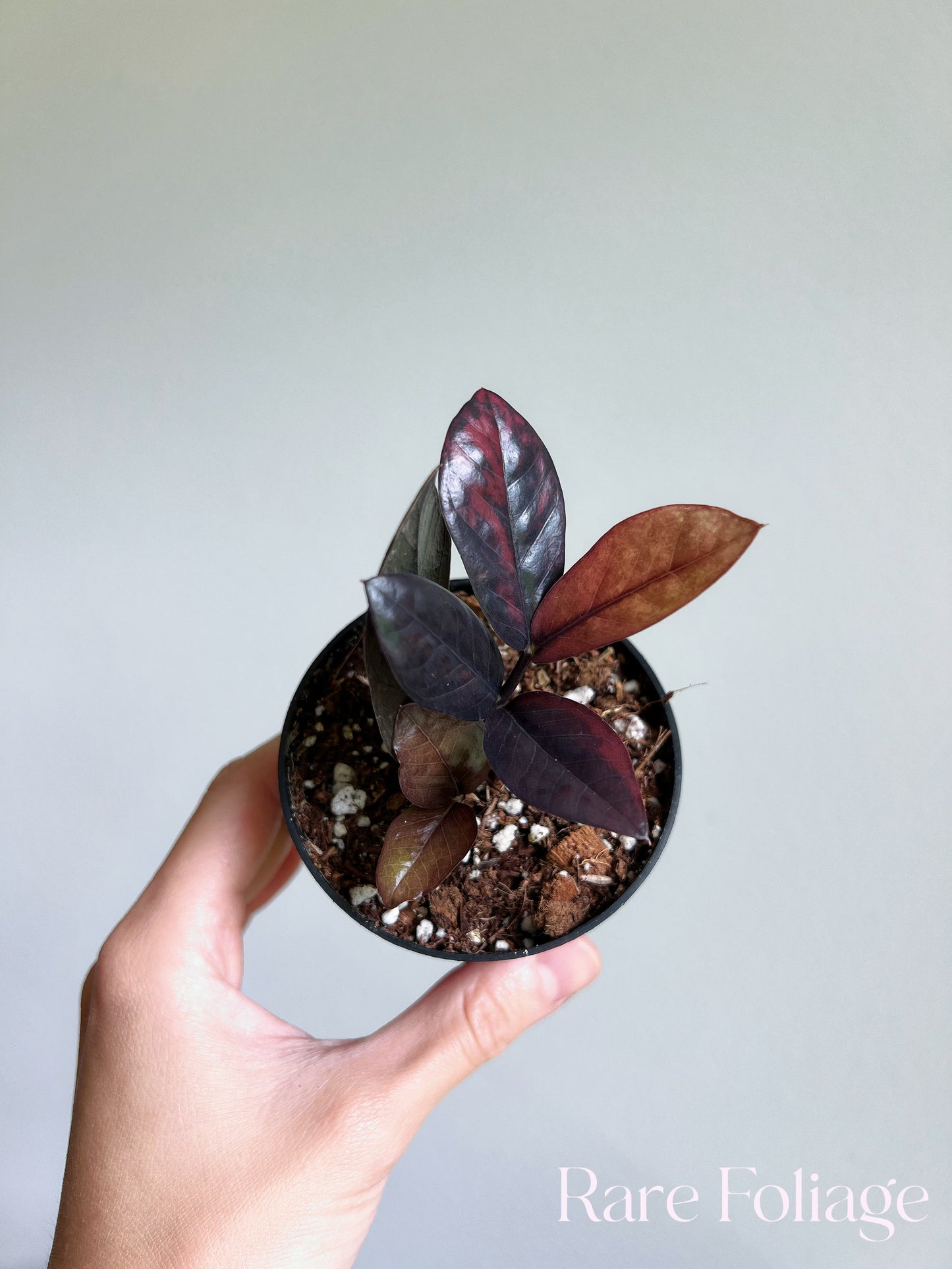 Pink Variegated Raven ZZ 3” Exact Plant