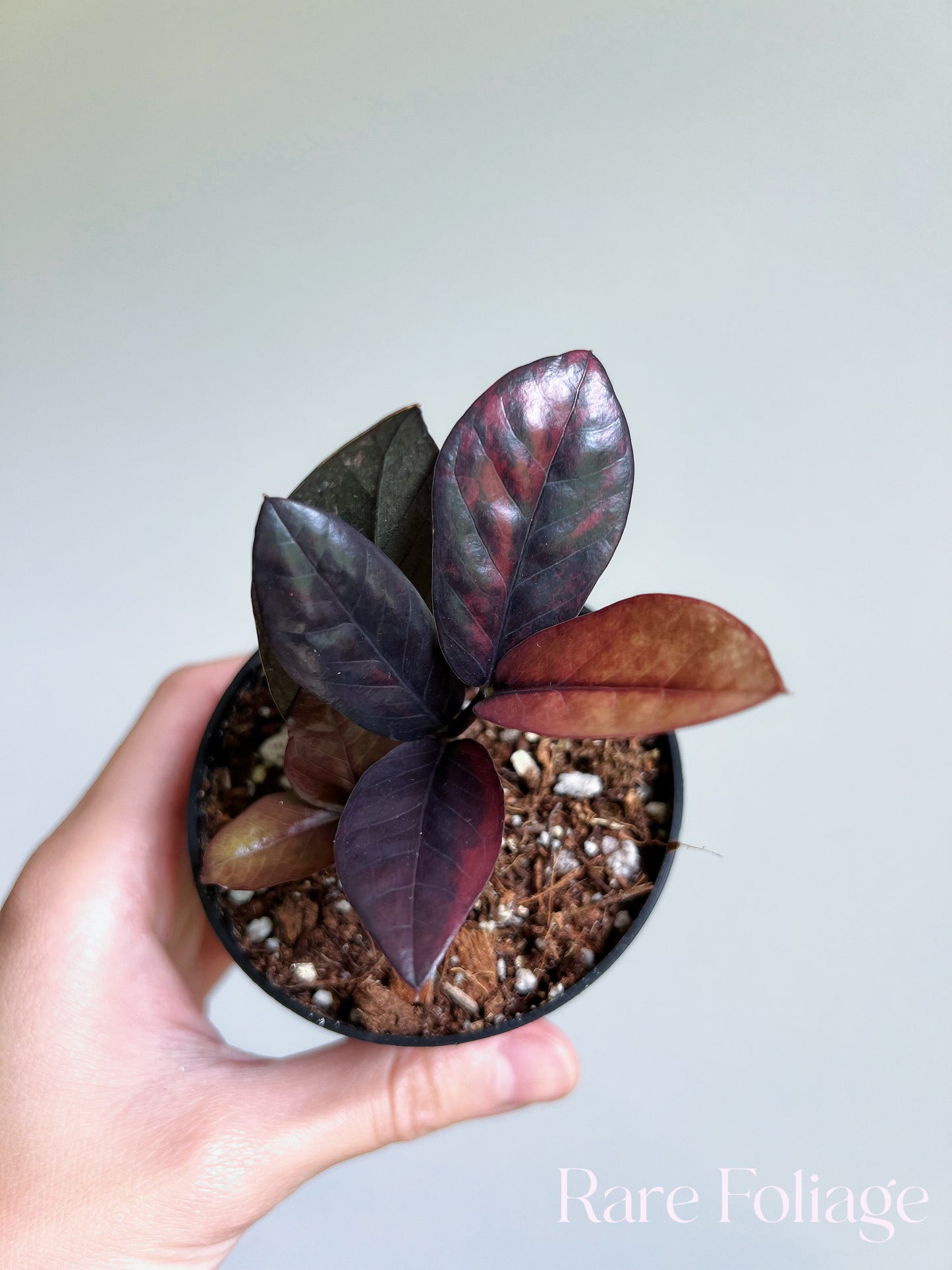 Pink Variegated Raven ZZ 3” Exact Plant