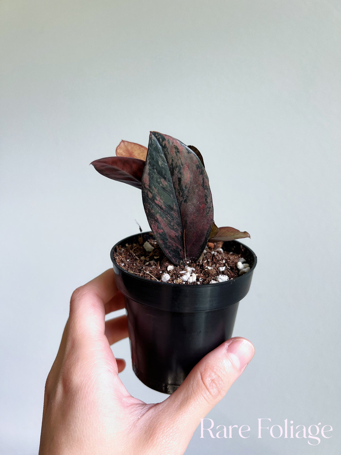 Pink Variegated Raven ZZ 3” Exact Plant