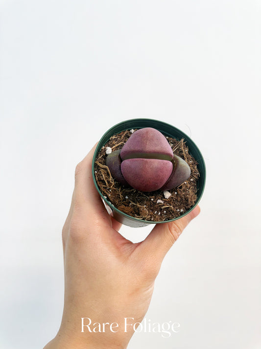 Pleiospilos Split Rock 3”