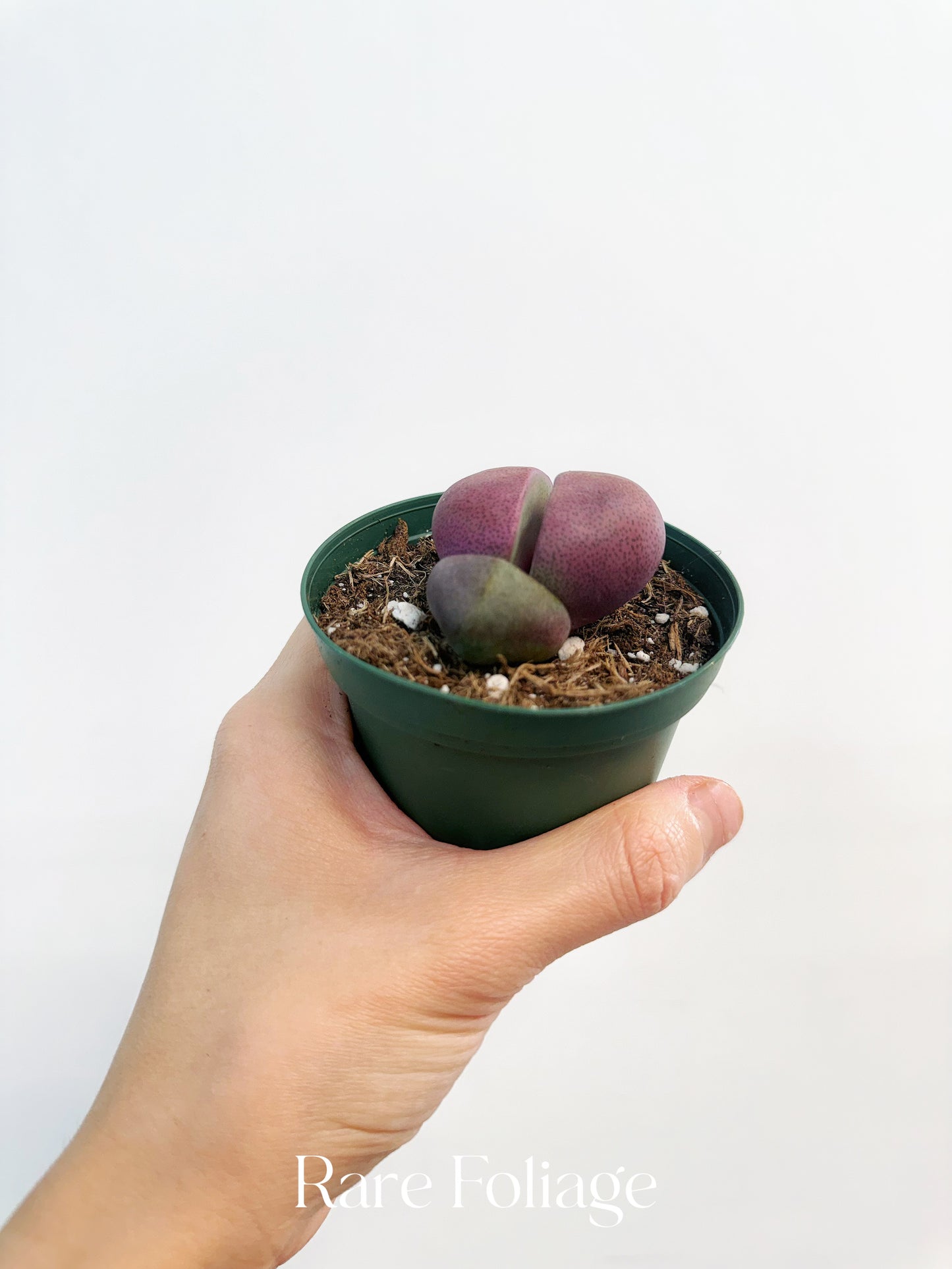 Pleiospilos Split Rock 3”
