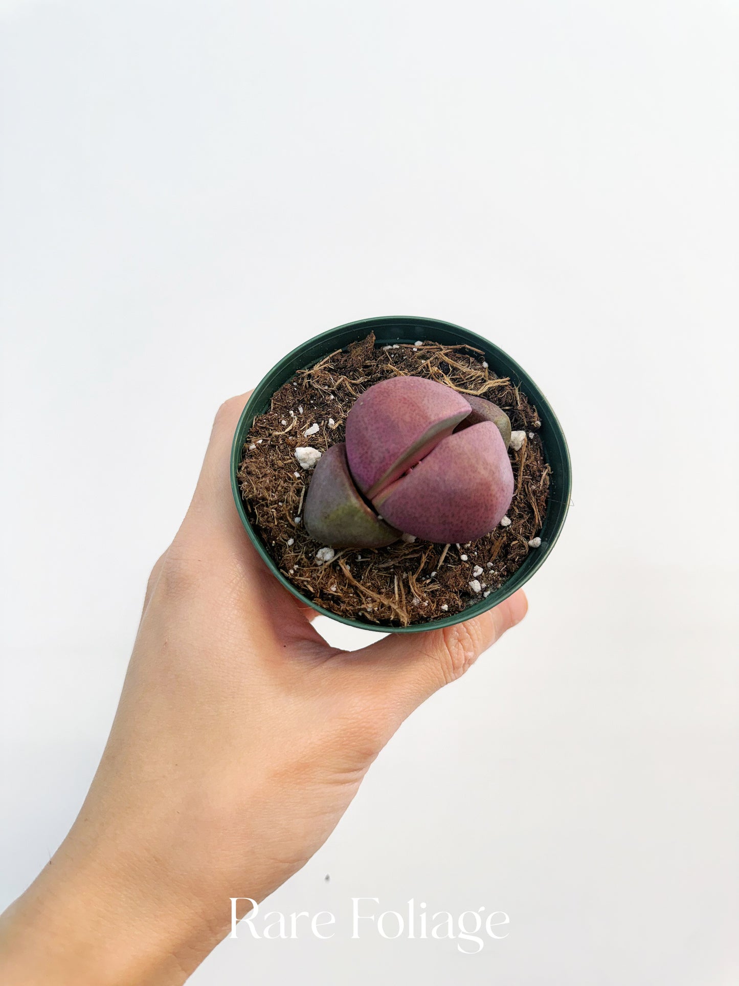 Pleiospilos Split Rock 3”