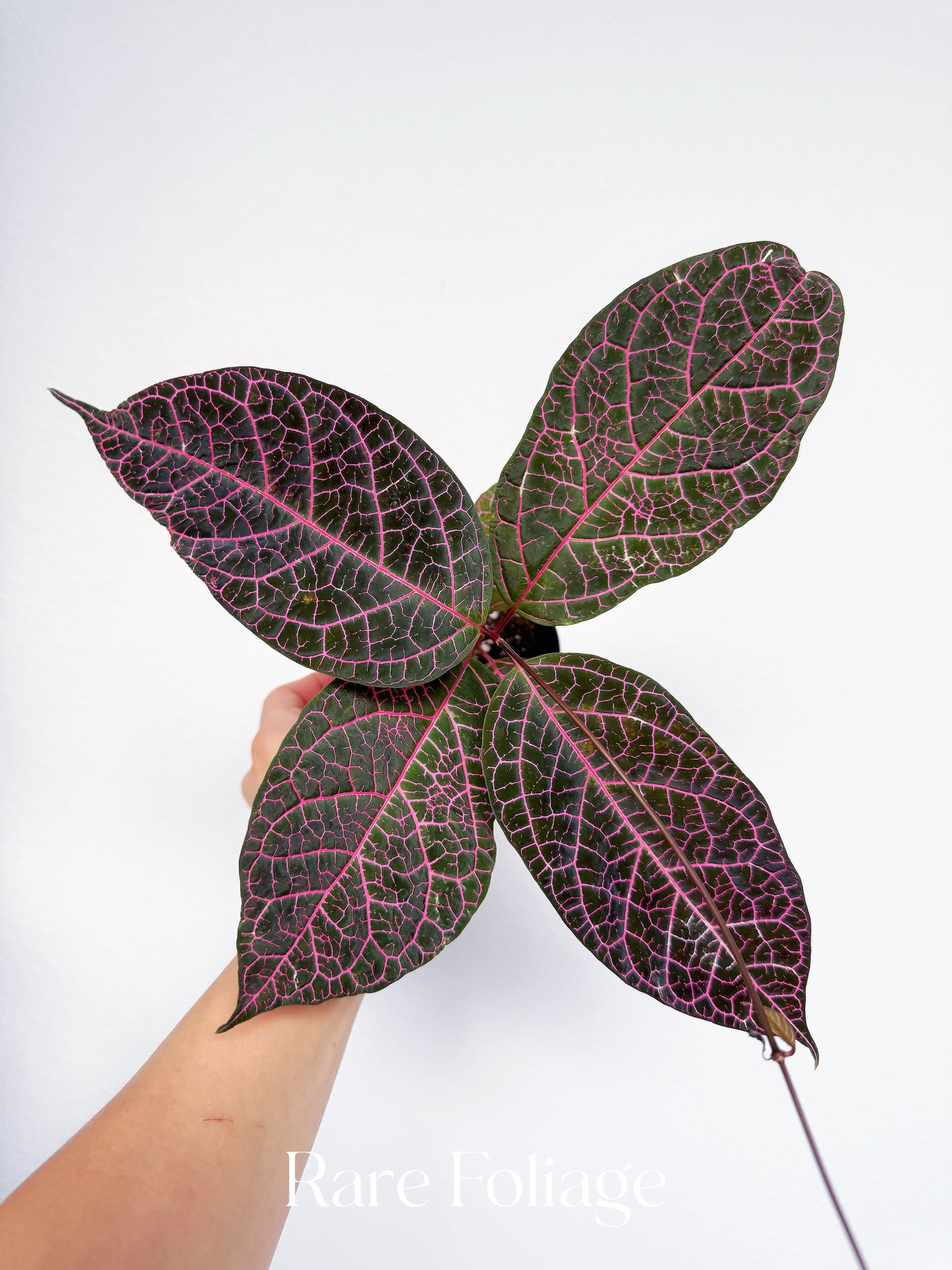 Prestonia Quinquangularis Pink Variegated 4”