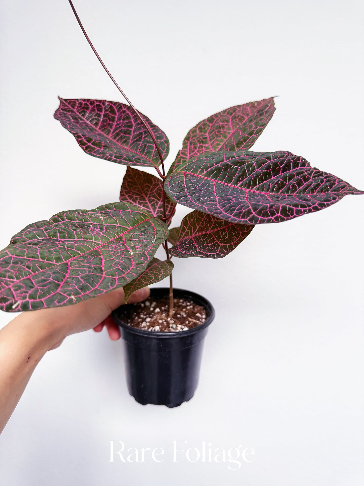 Prestonia Quinquangularis Pink Variegated 4”