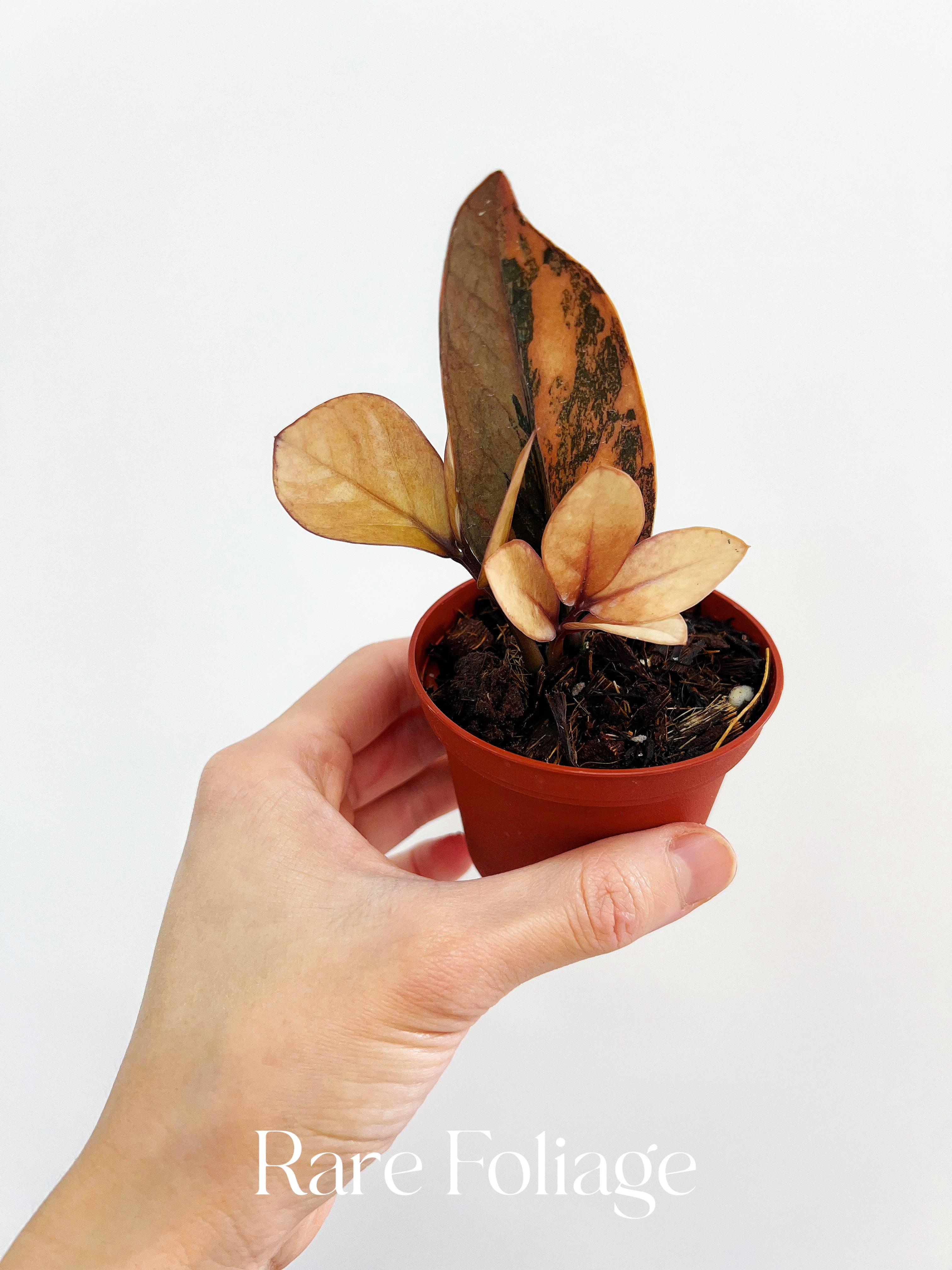 Pink Variegated Raven ZZ 3” Exact Plant – Rare Foliage Plant Co