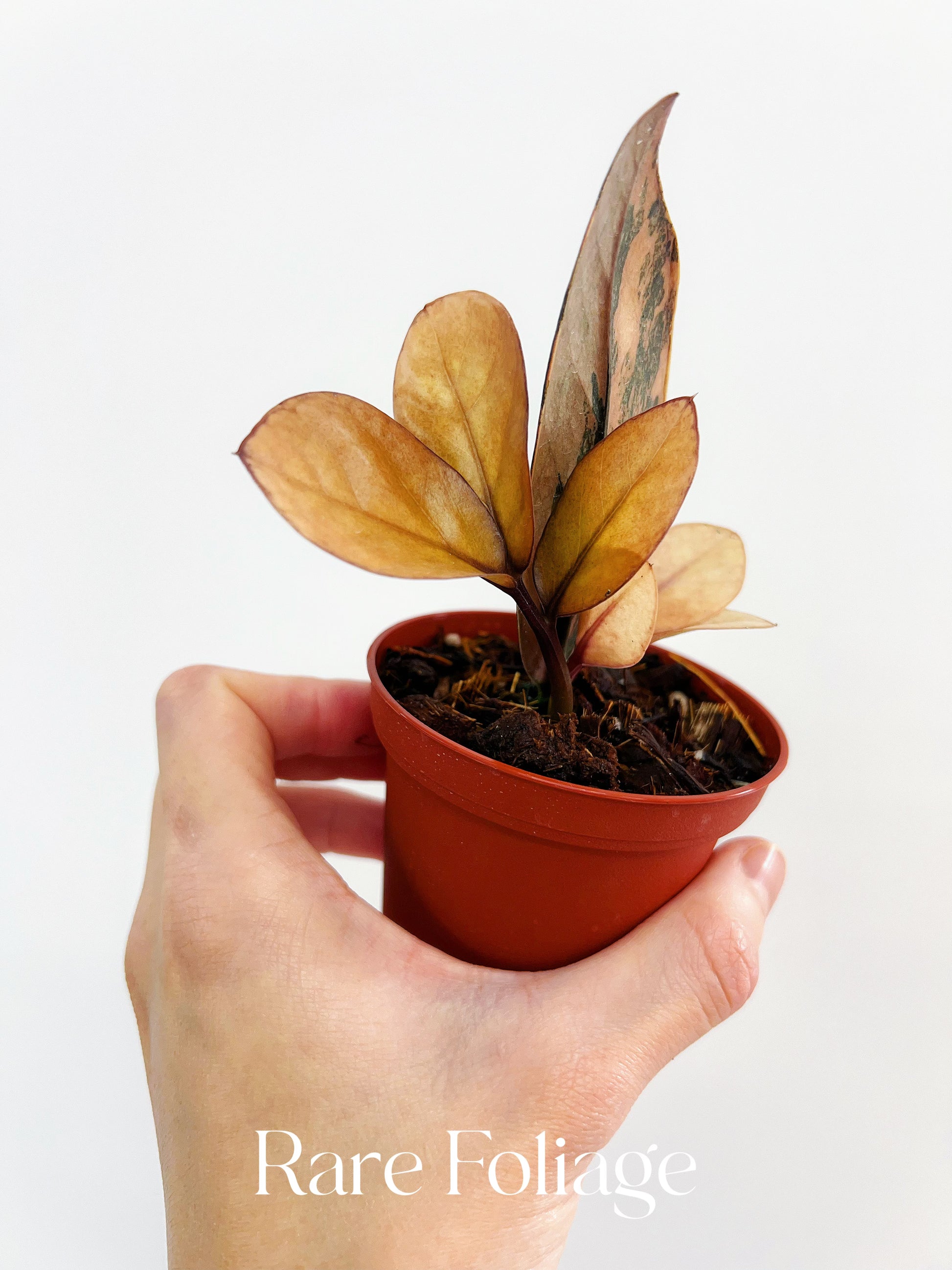 pink zz plant Pink Variegated Raven ZZ 3” Exact Plant