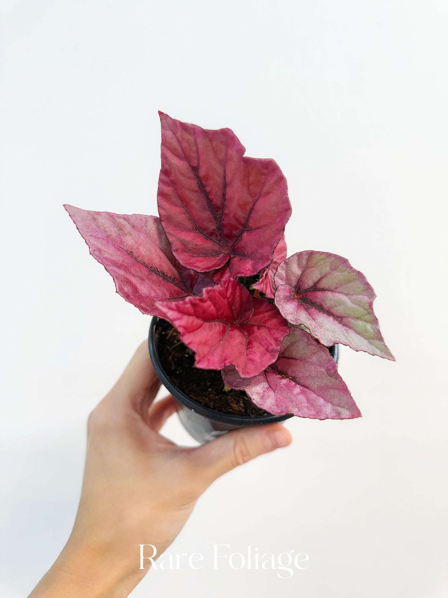 Begonia Rex ‘Inca Flame’ 4”