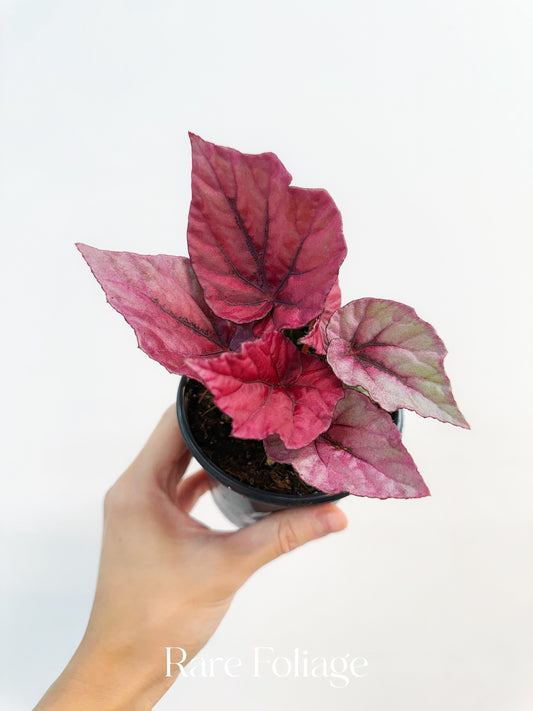 Begonia Rex ‘Inca Flame’ 4”