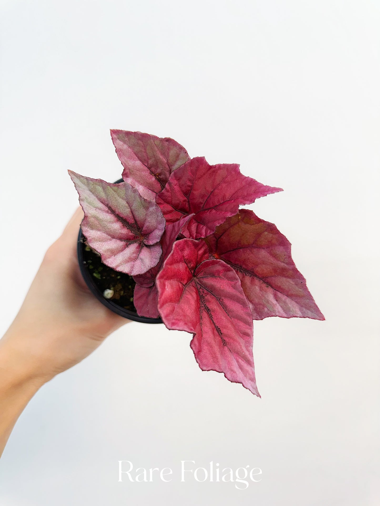 Begonia Rex ‘Inca Flame’ 4”