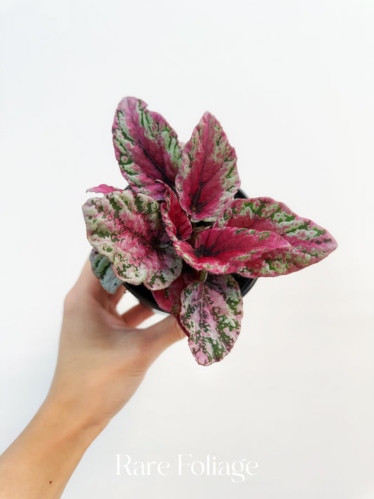 Begonia Rex ‘Maui Sunset’ 4”