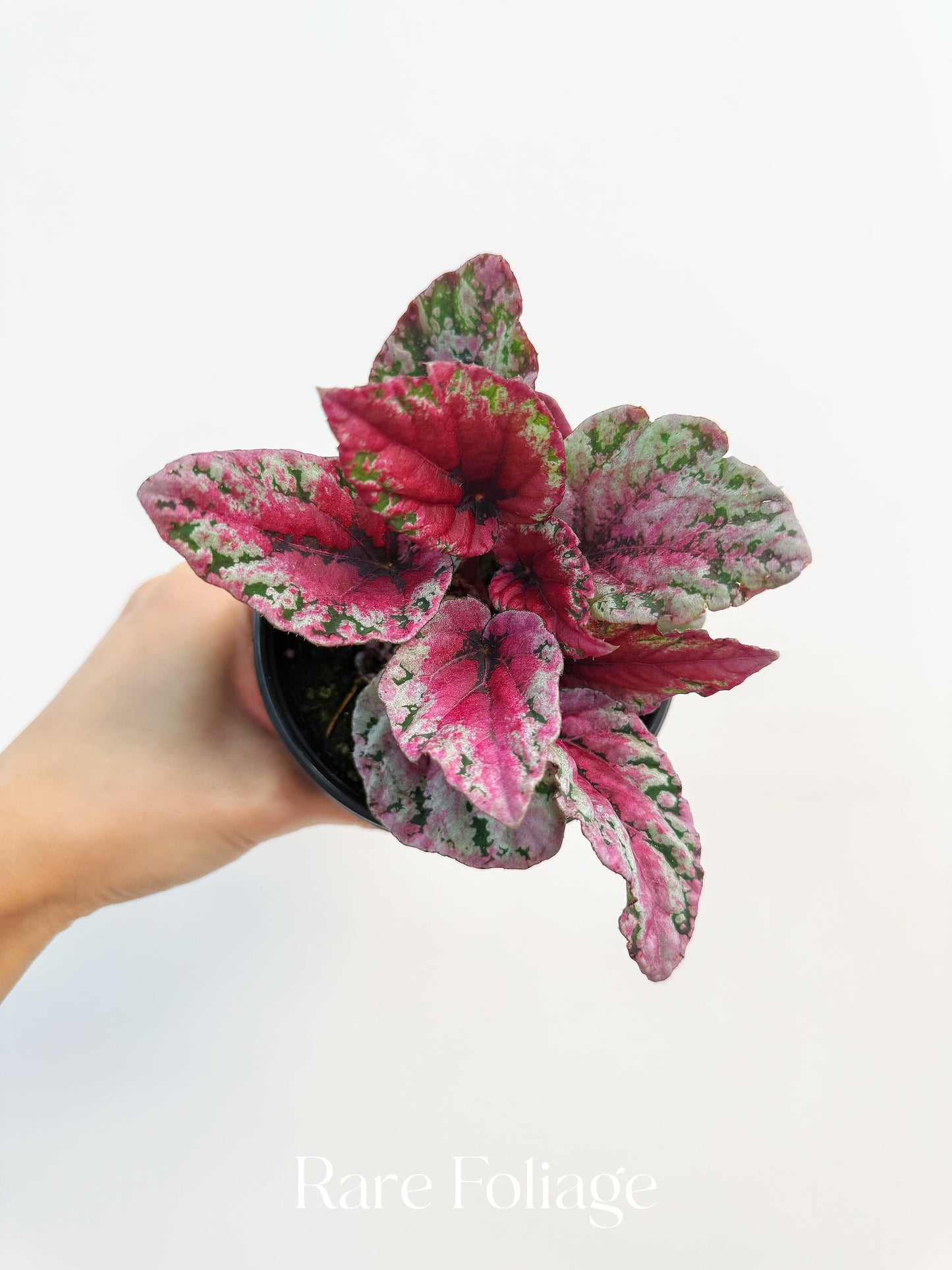 Begonia Rex ‘Maui Sunset’ 4”