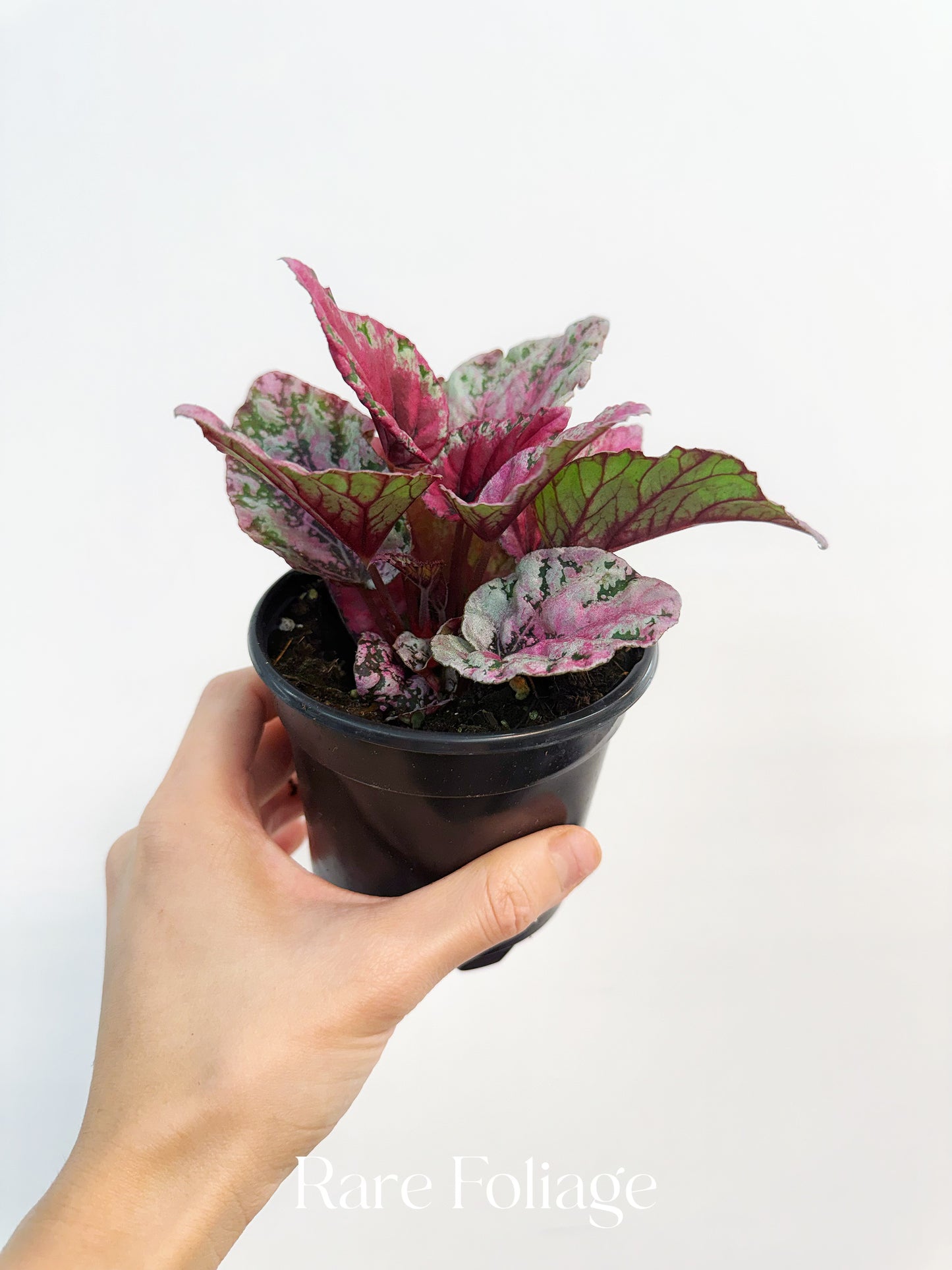 Begonia Rex ‘Maui Sunset’ 4”
