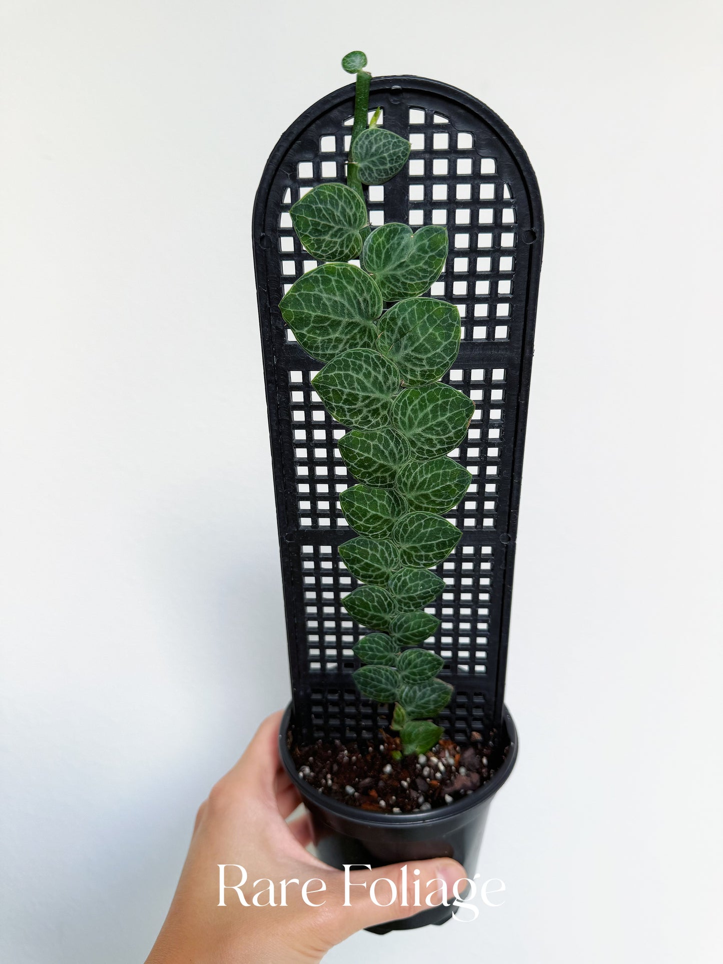 Rhaphidophora Cryptantha 4”