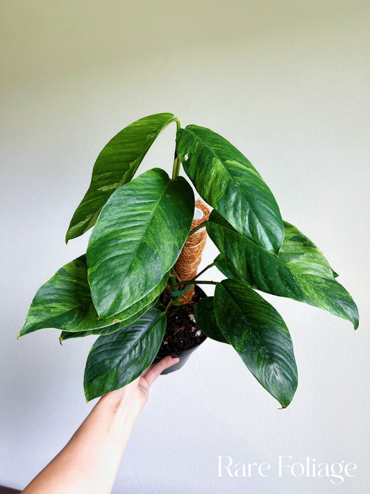 Rhaphidophora Foraminifera Variegated 6” Exact Plant