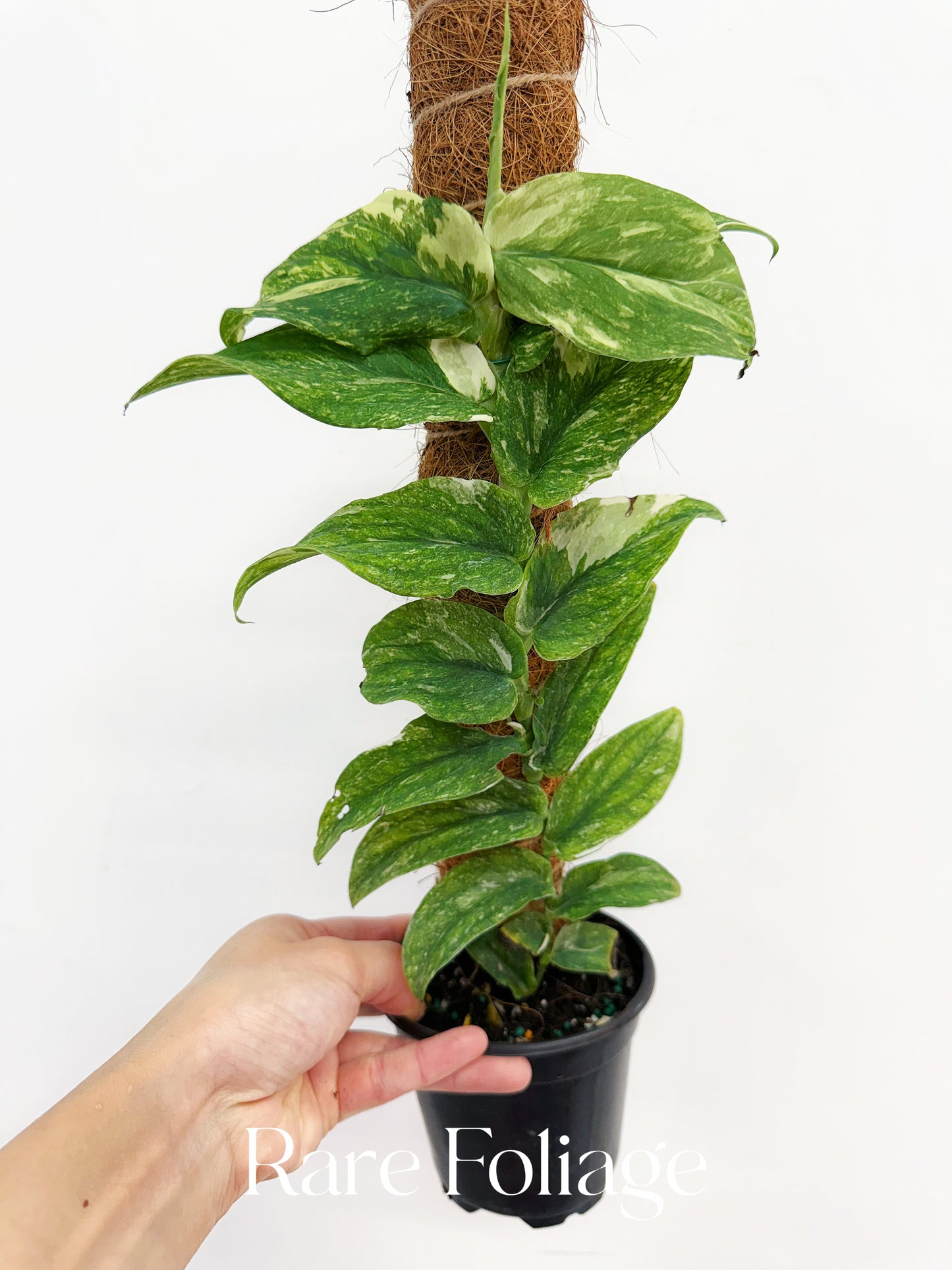 Rhaphidophora Korthalsii Thai Constellation 4”