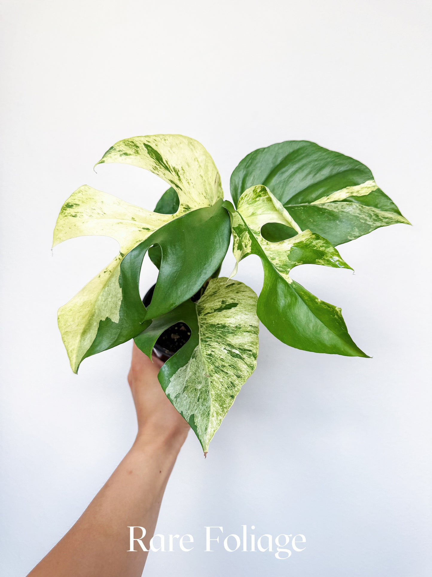 Rhaphidophora Tetrasperma 'Migma' Variegated 4"