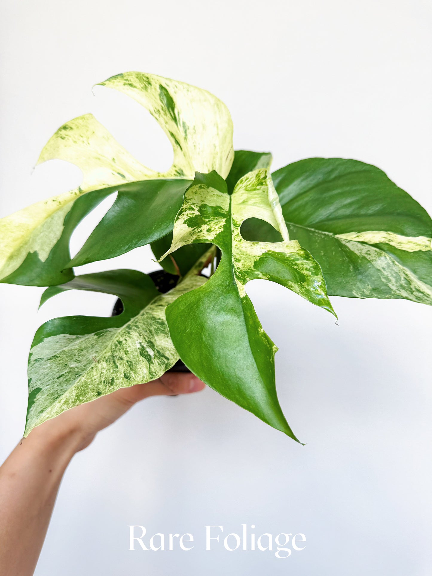 Rhaphidophora Tetrasperma 'Migma' Variegated 4"