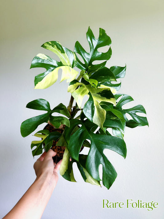 Rhaphidophora Tetrasperma Variegated Mini Monstera 6" Mother Plant