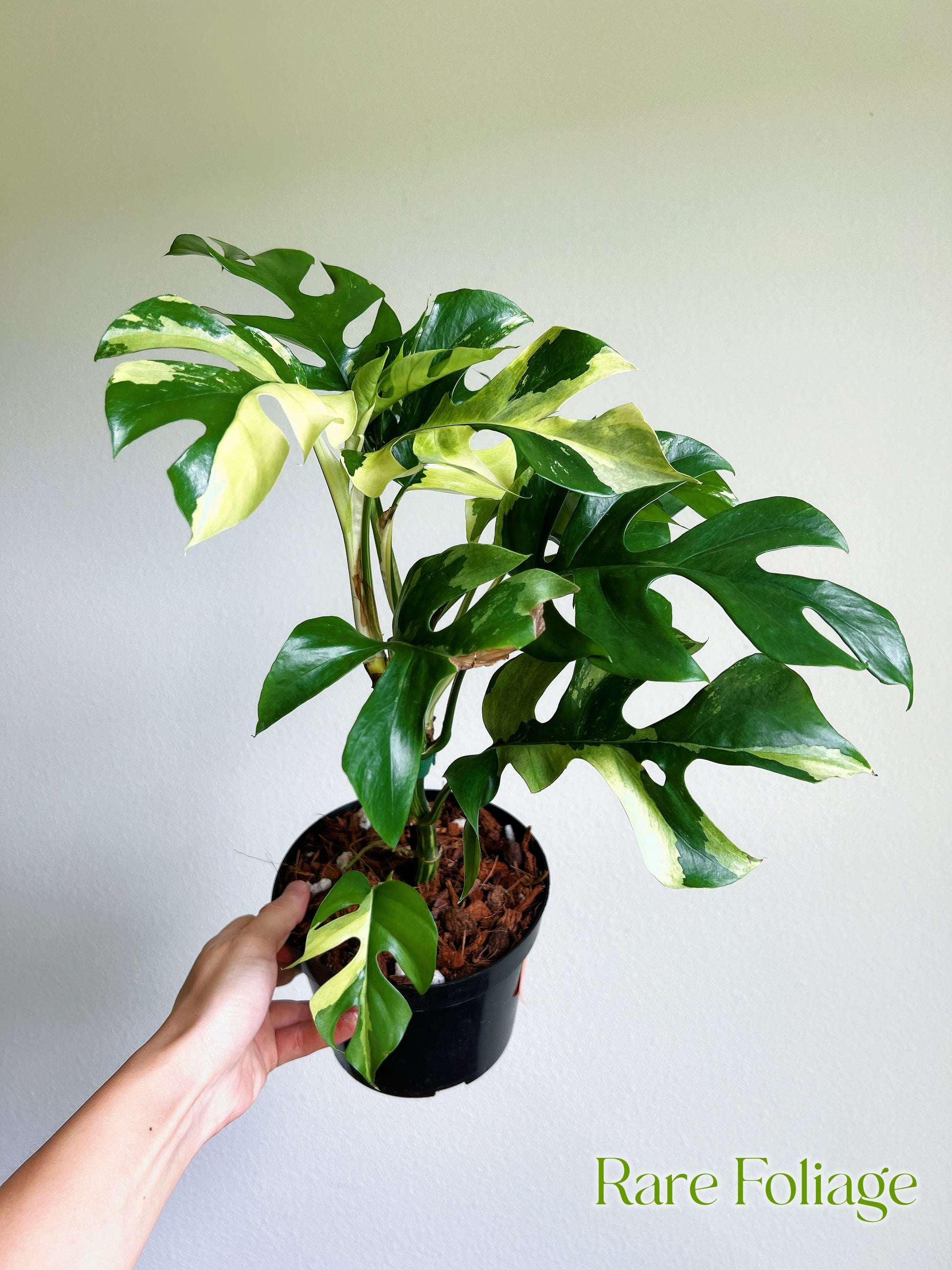 philodendron minima variegated Rhaphidophora Tetrasperma Variegated Mini Monstera 6" Mother Plant
