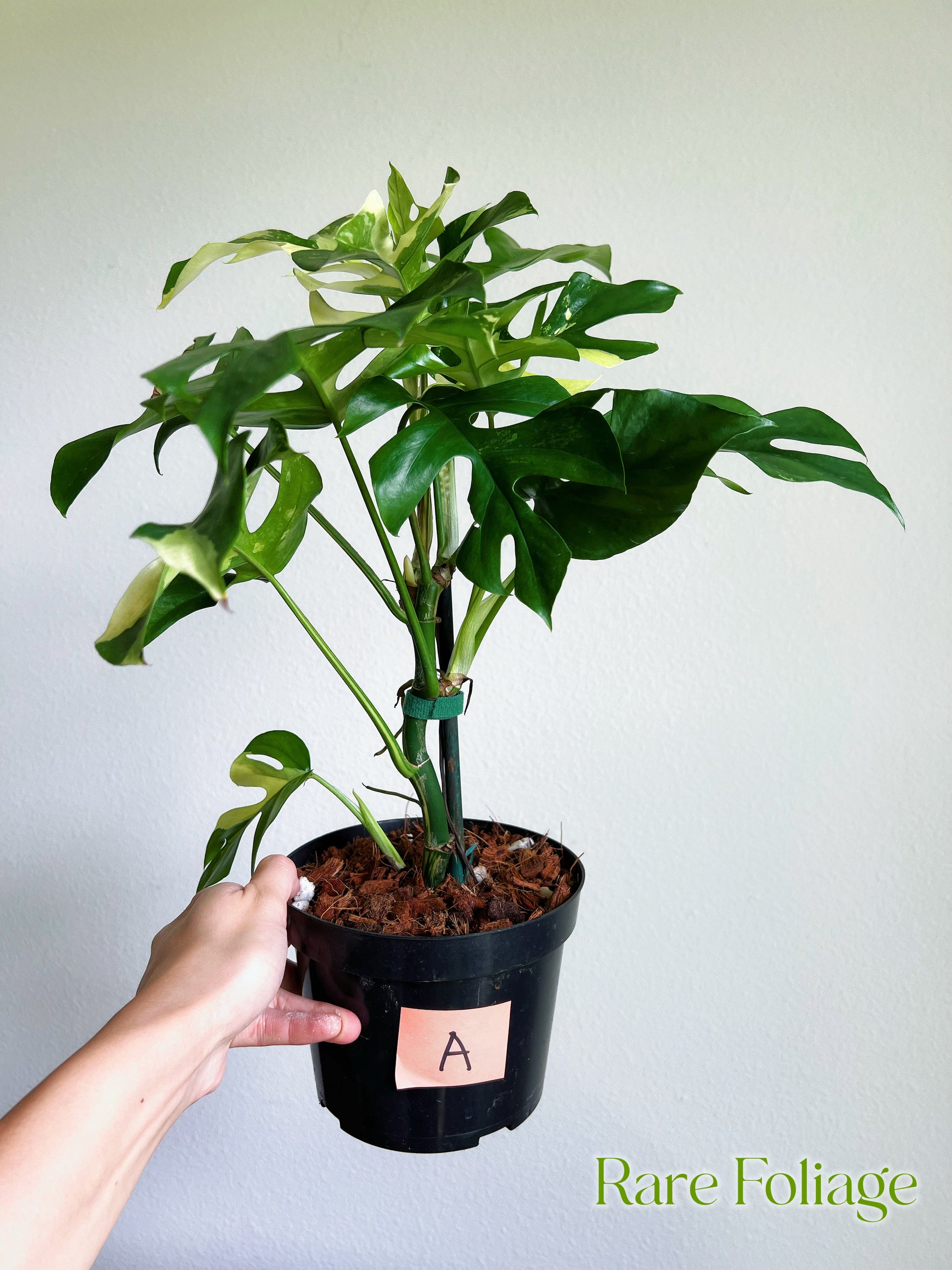 philodendron rhaphidophora Rhaphidophora Tetrasperma Variegated Mini Monstera 6" Mother Plant – Rare Foliage Plant Co