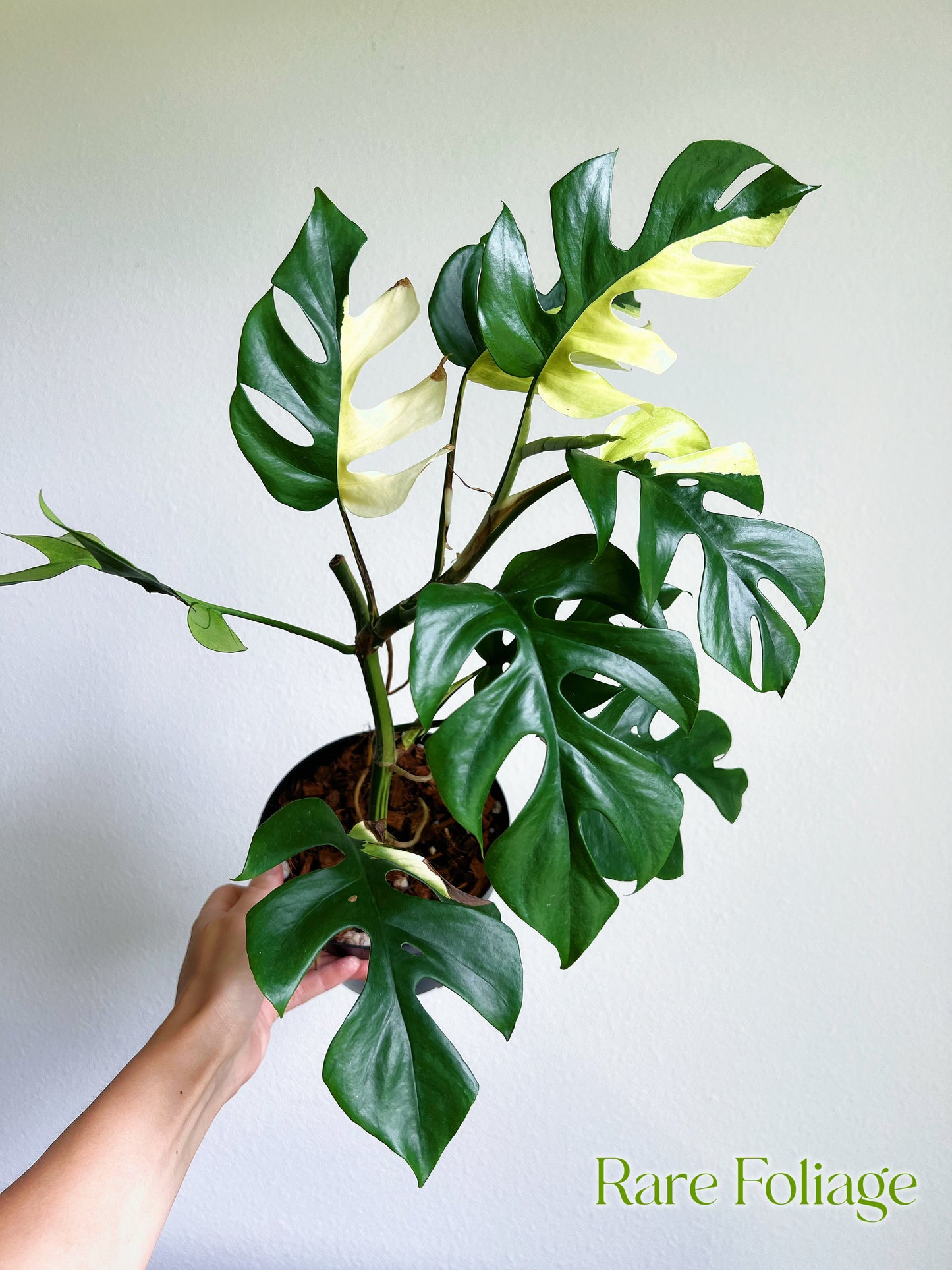 Rhaphidophora Tetrasperma Variegated Mini Monstera 6" Mother Plant