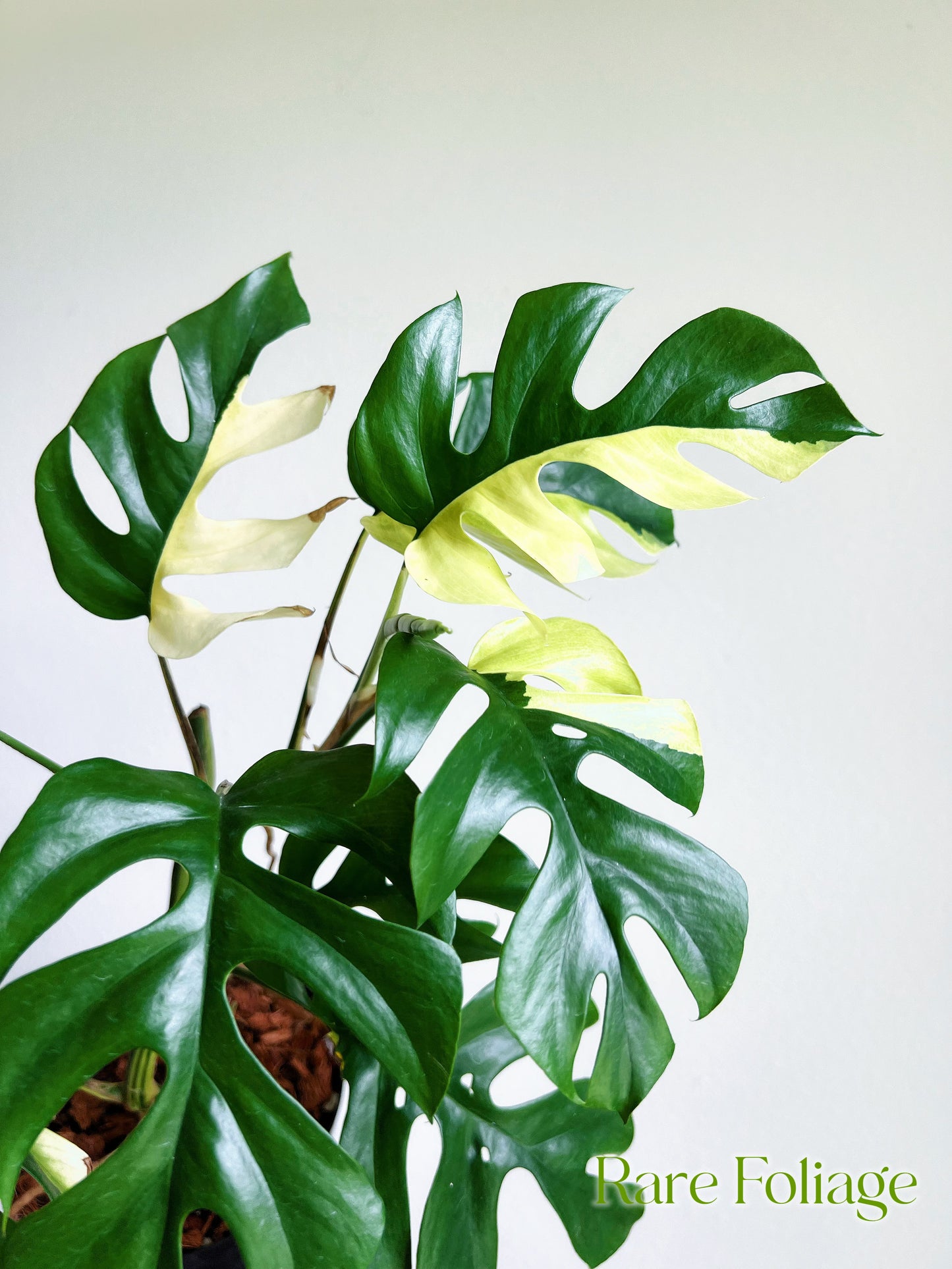 Rhaphidophora Tetrasperma Variegated Mini Monstera 6" Mother Plant