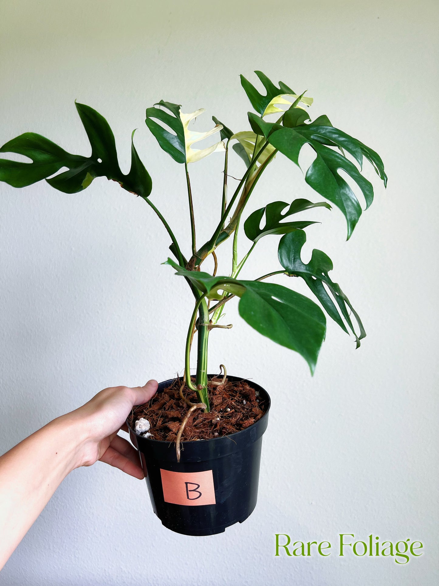 Rhaphidophora Tetrasperma Variegated Mini Monstera 6" Mother Plant