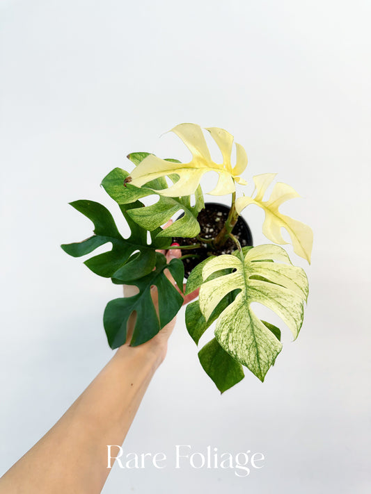 Rhaphidophora Tetrasperma White Monster Variegated 3”