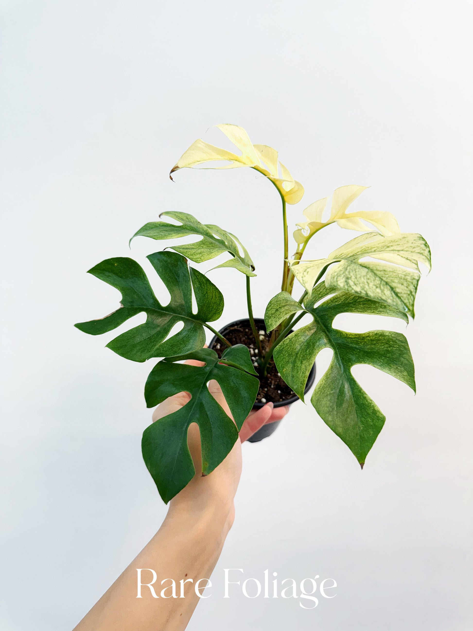 Rhaphidophora Tetrasperma White Monster Variegated 3” – Rare Foliage Plant  Co