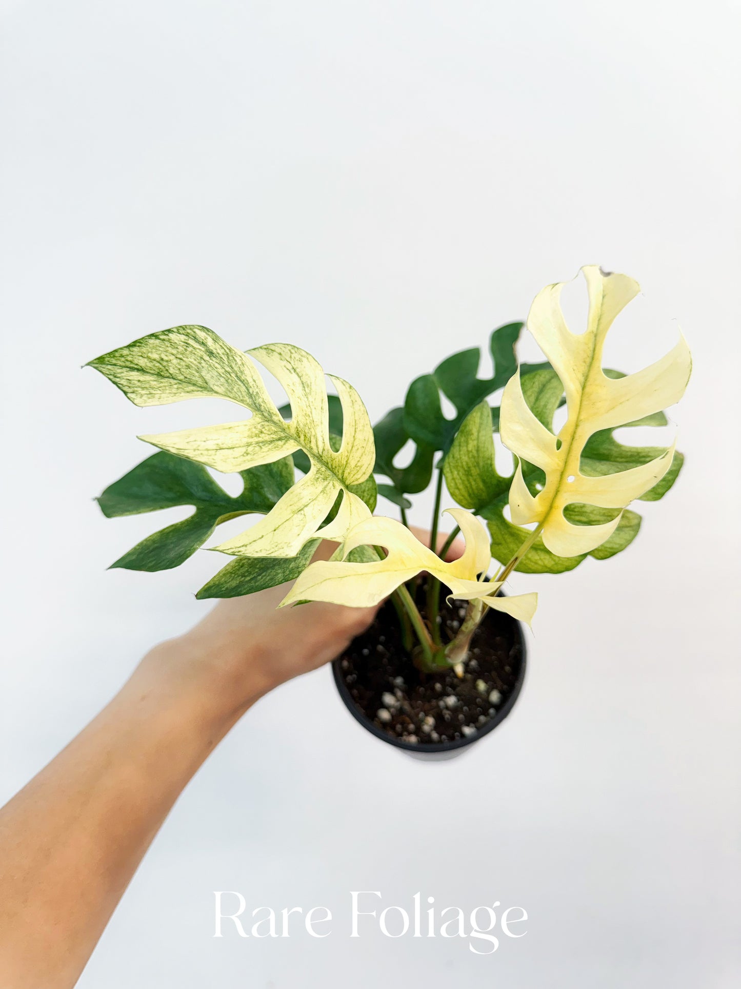 Rhaphidophora Tetrasperma White Monster Variegated 3”