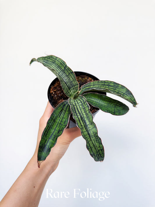 Sanseveria Cleopatra 4"