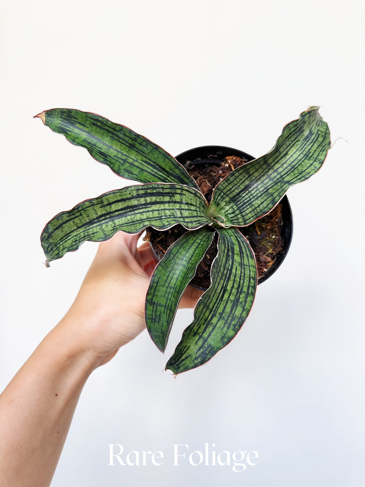 Sanseveria Cleopatra 4"
