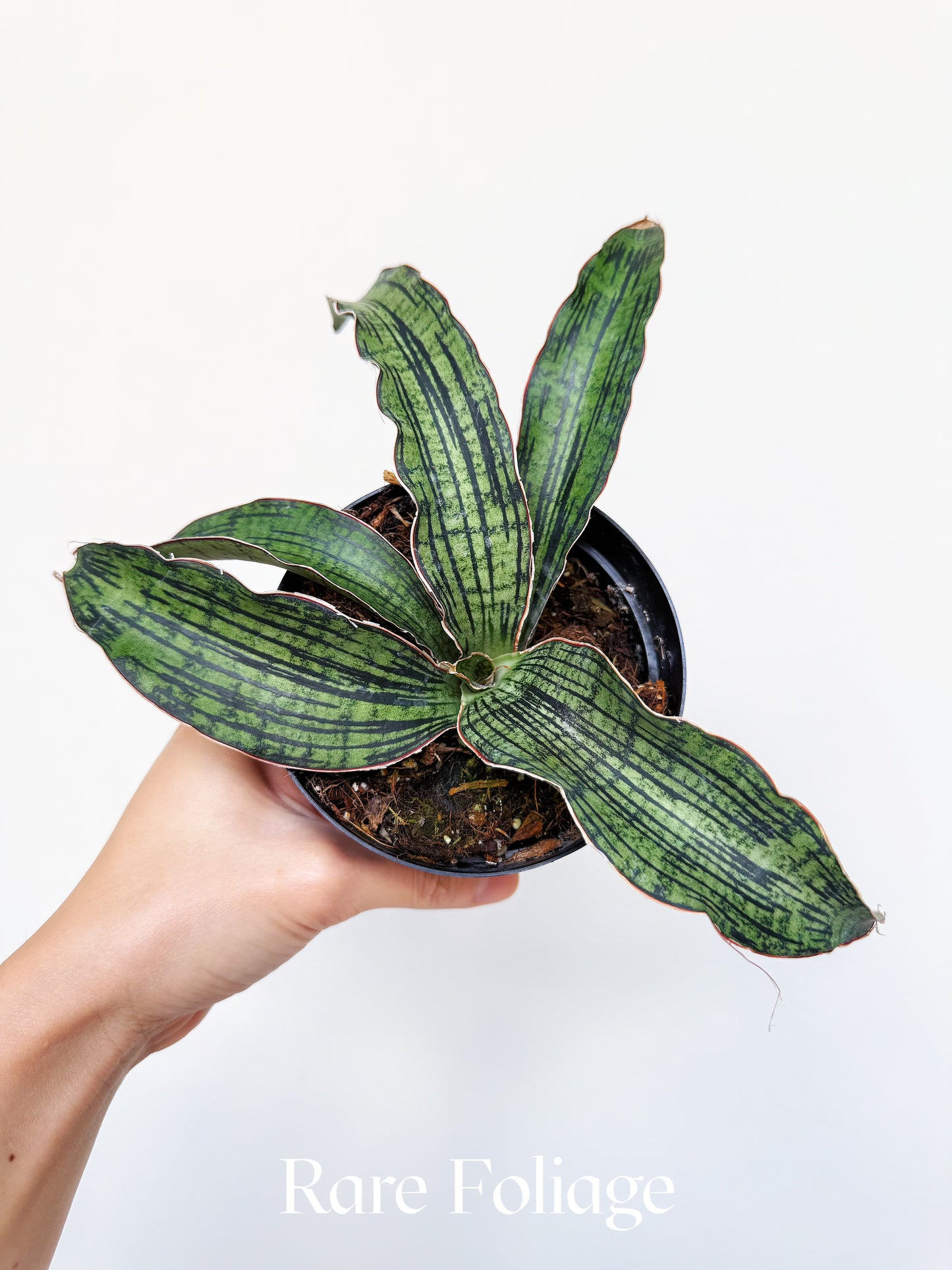 Sanseveria Cleopatra 4"