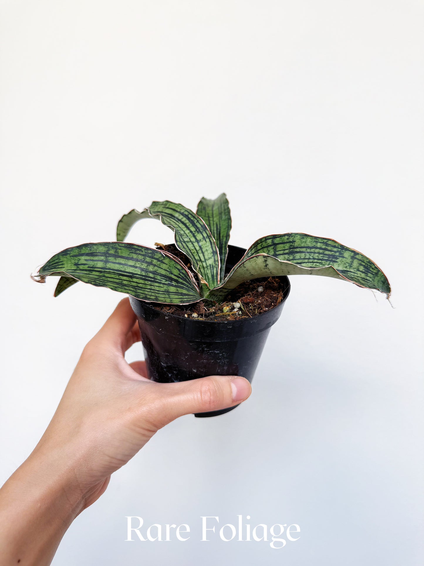Sanseveria Cleopatra 4"