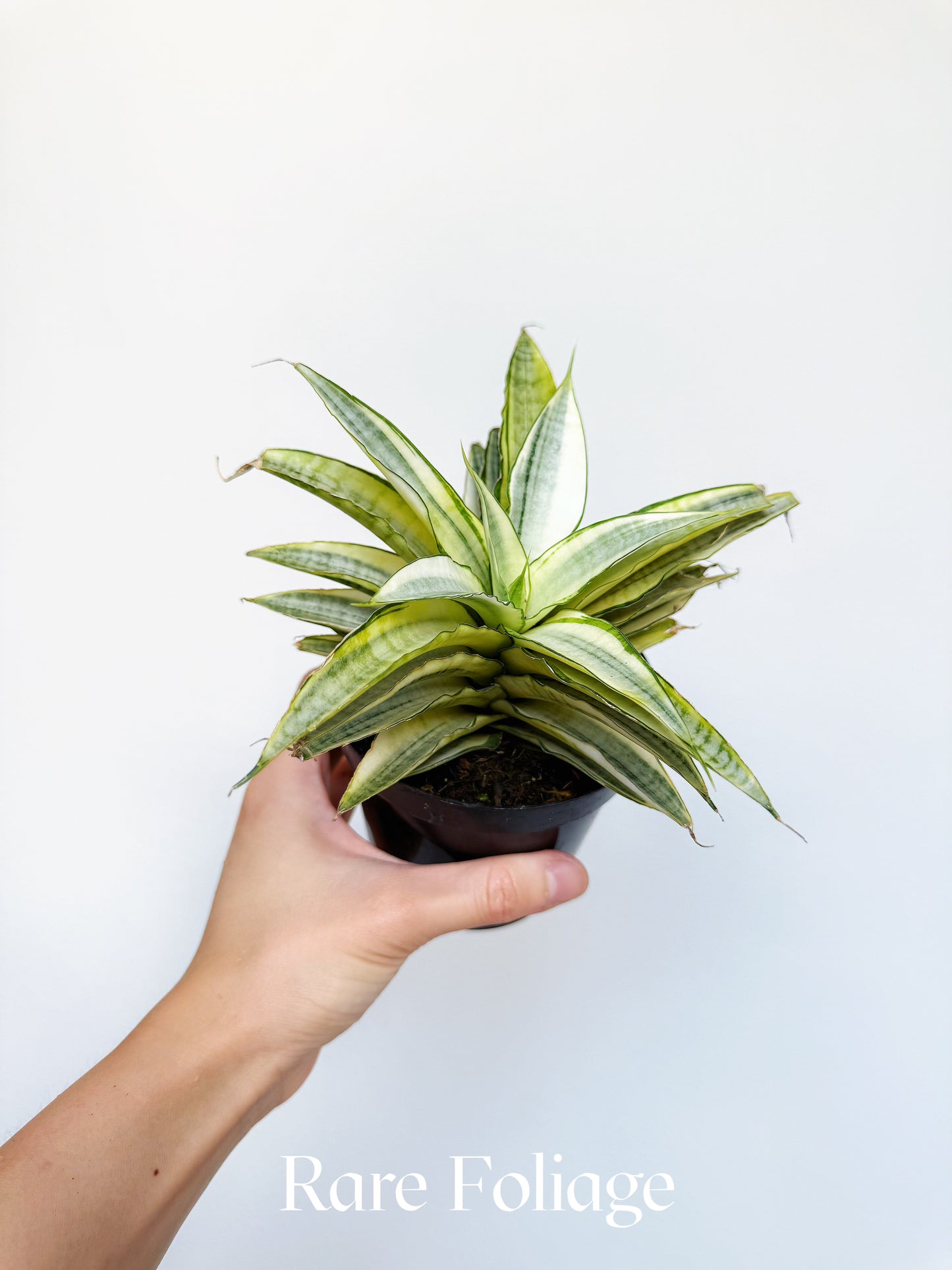 Sanseveria Gabriella Variegated 4"