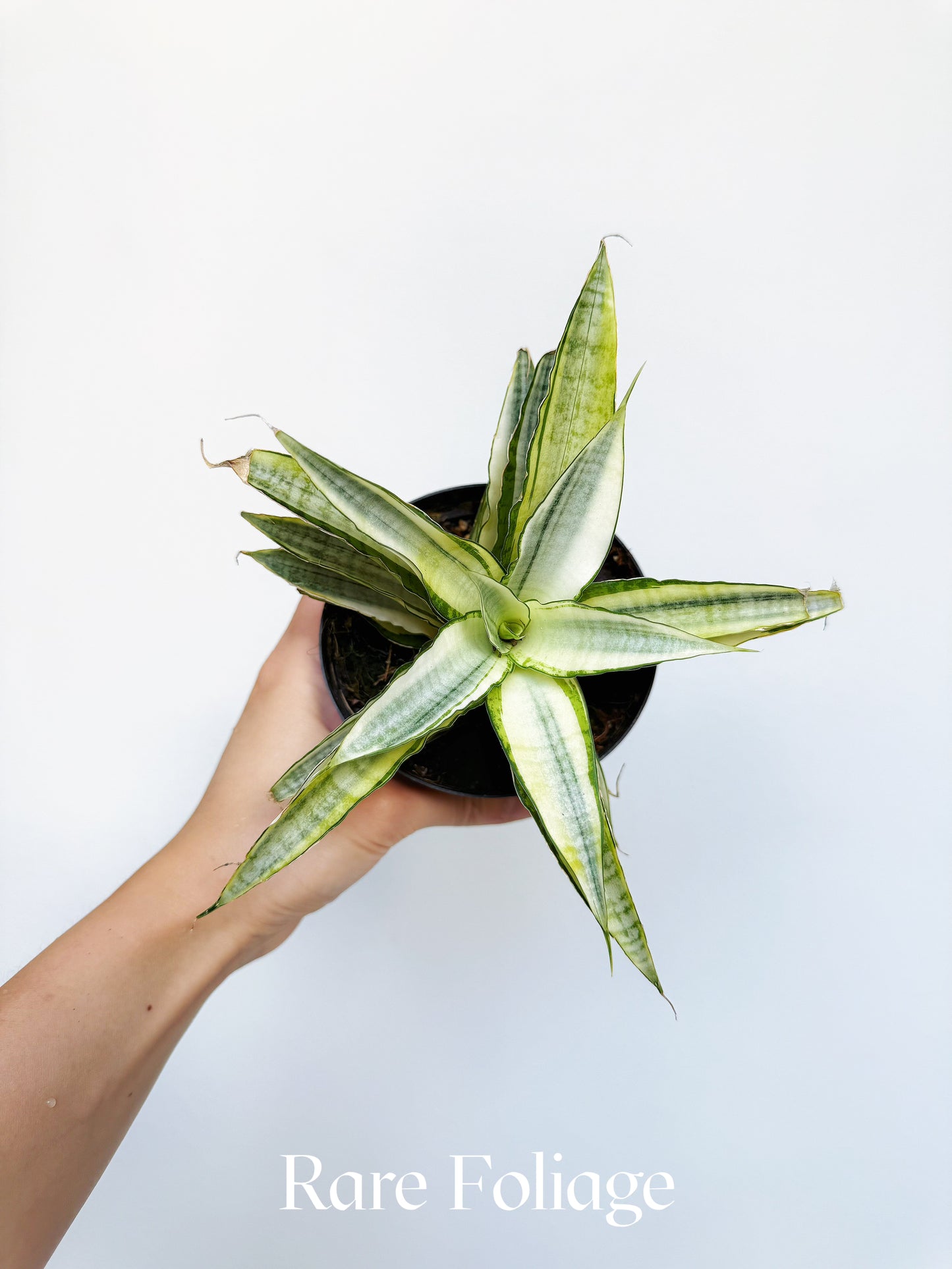 Sanseveria Gabriella Variegated 4"