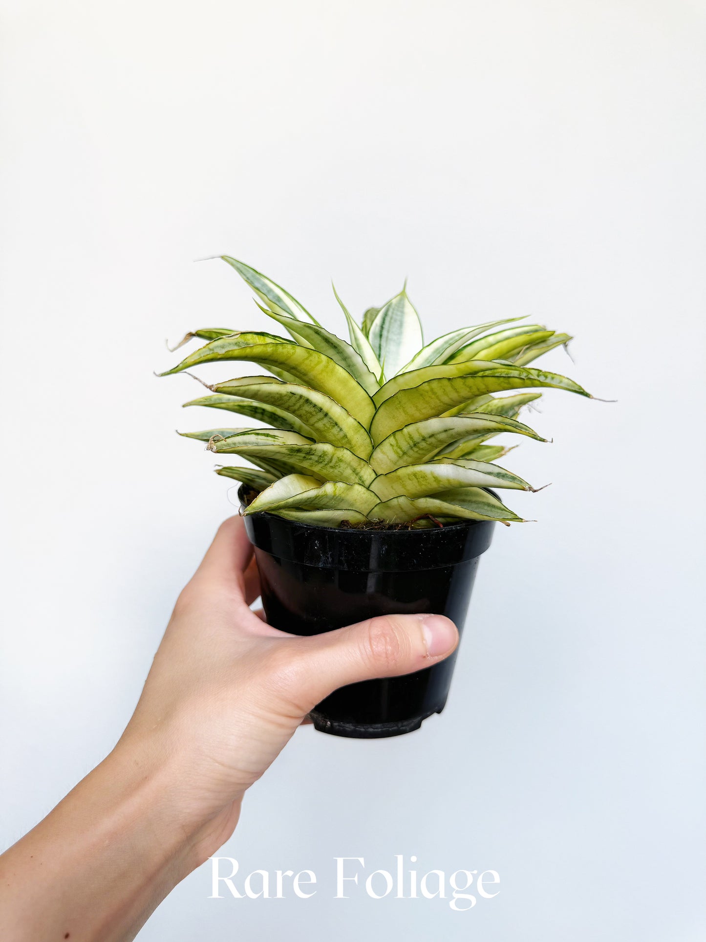 Sanseveria Gabriella Variegated 4"