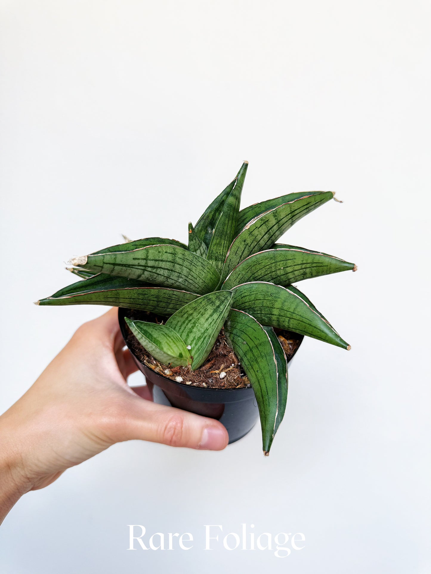 Sanseveria Kirkii 'As Silk' 4"