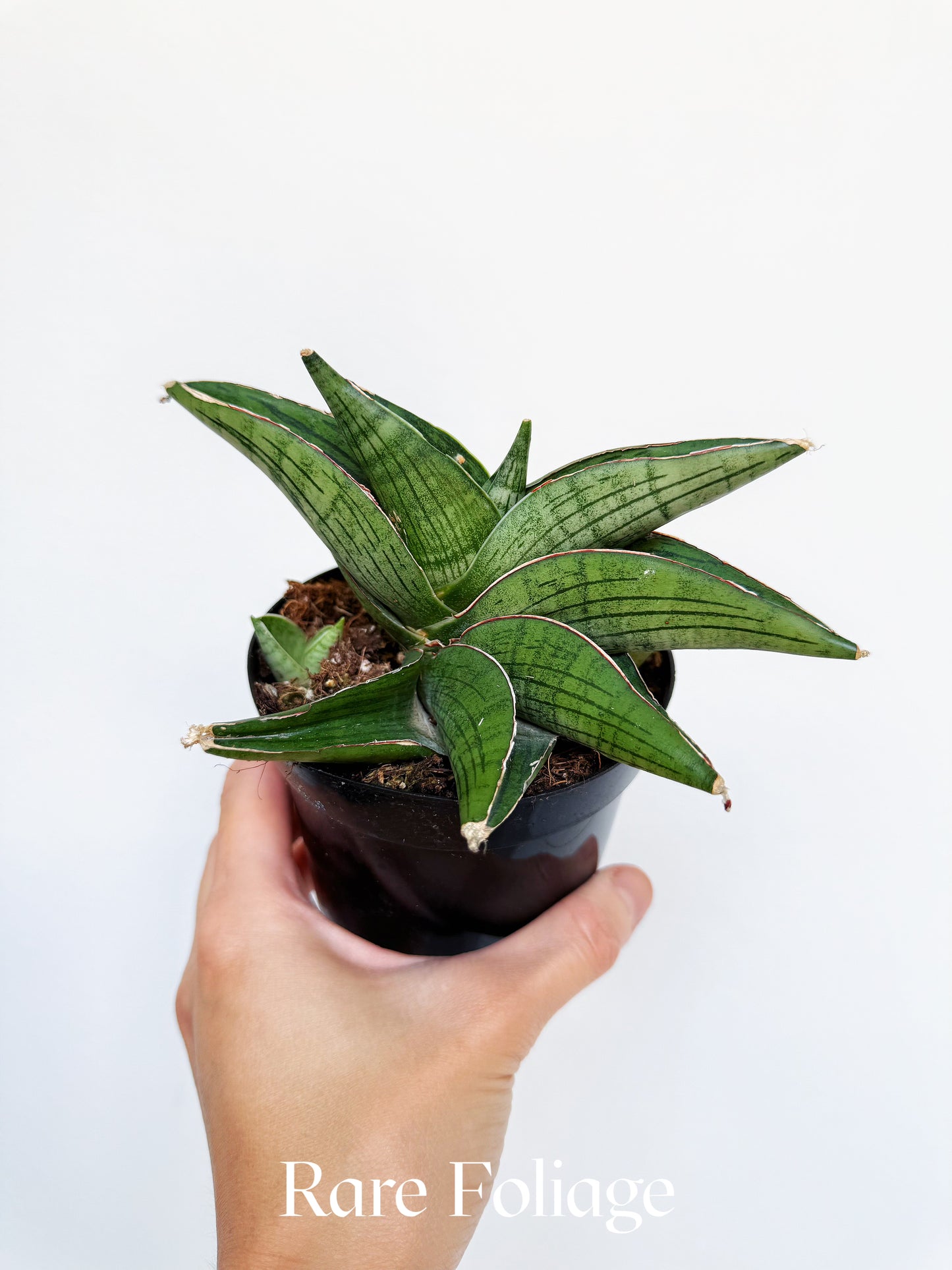 Sanseveria Kirkii 'As Silk' 4"