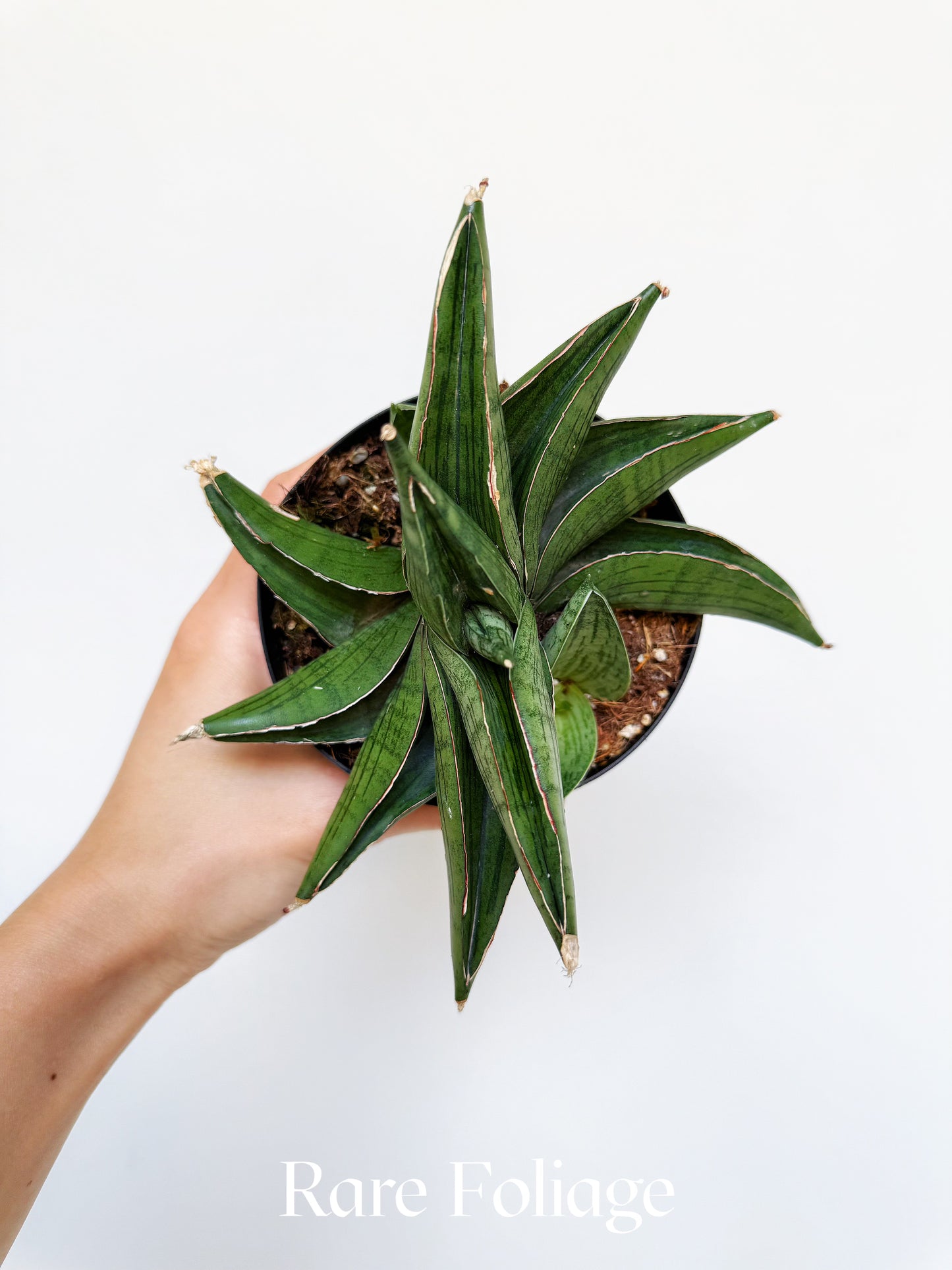 Sanseveria Kirkii 'As Silk' 4"