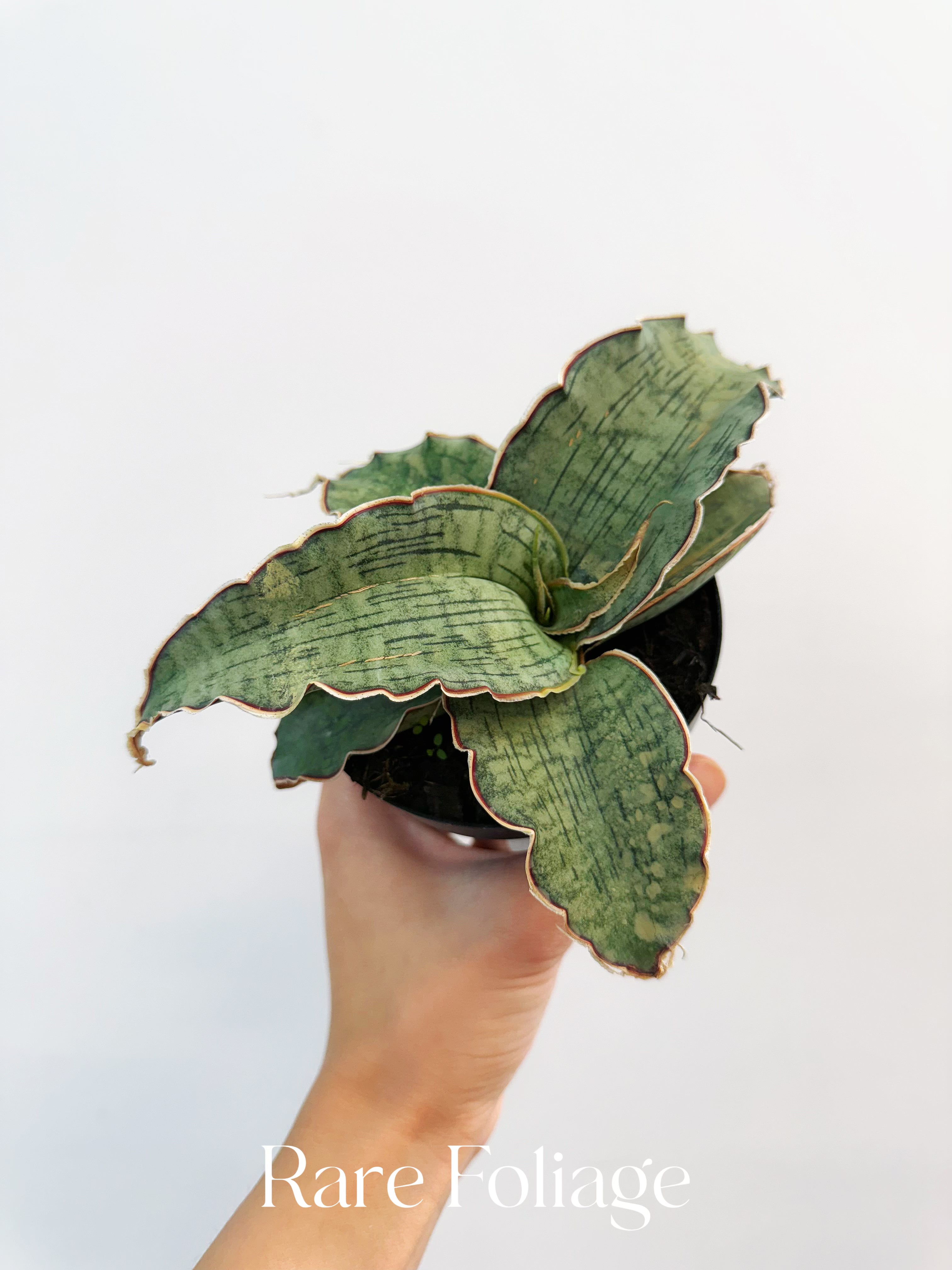 Sanseveria Kirkii Silver Blue