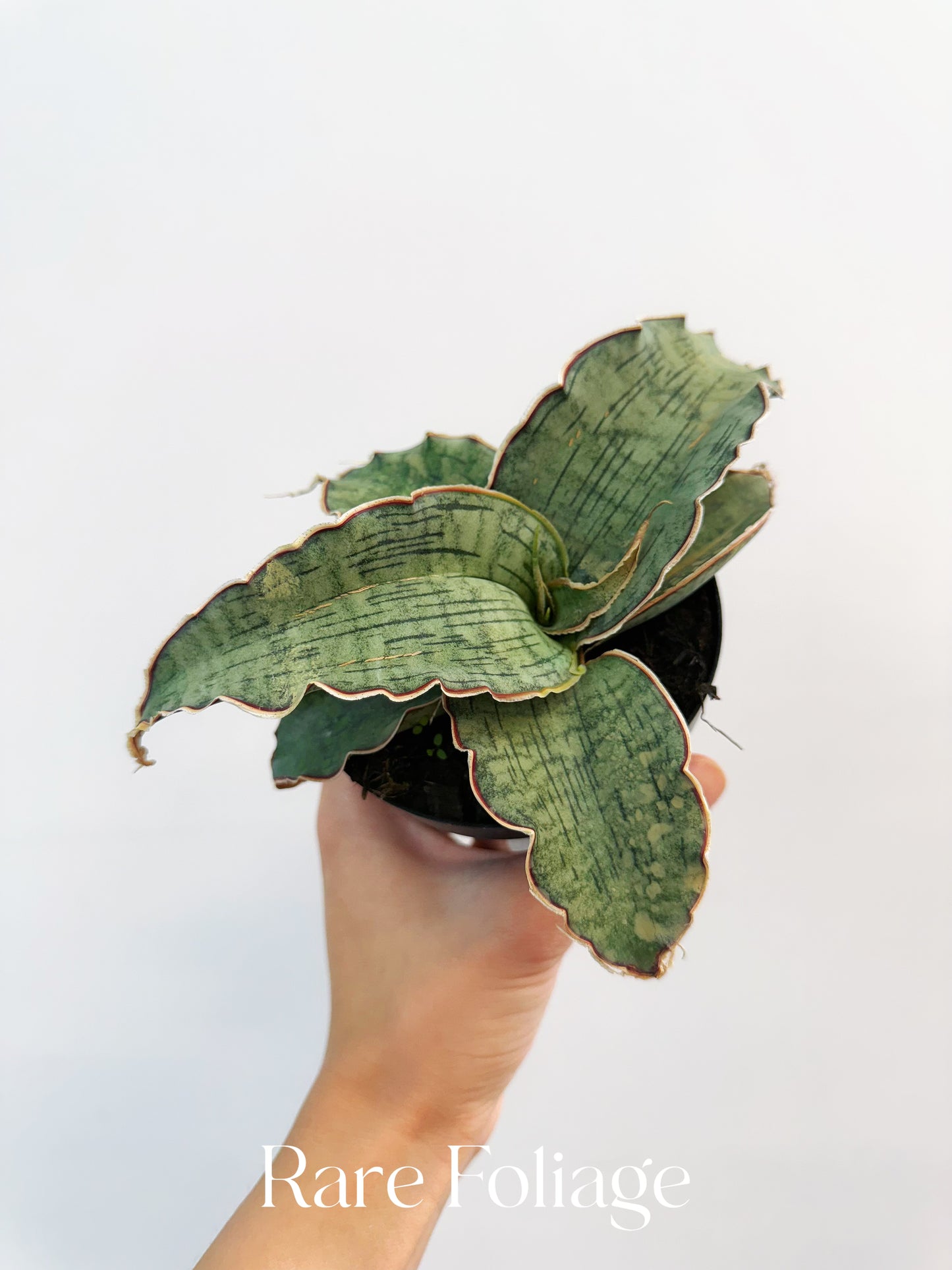 Sanseveria Kirkii Silver Blue 4”