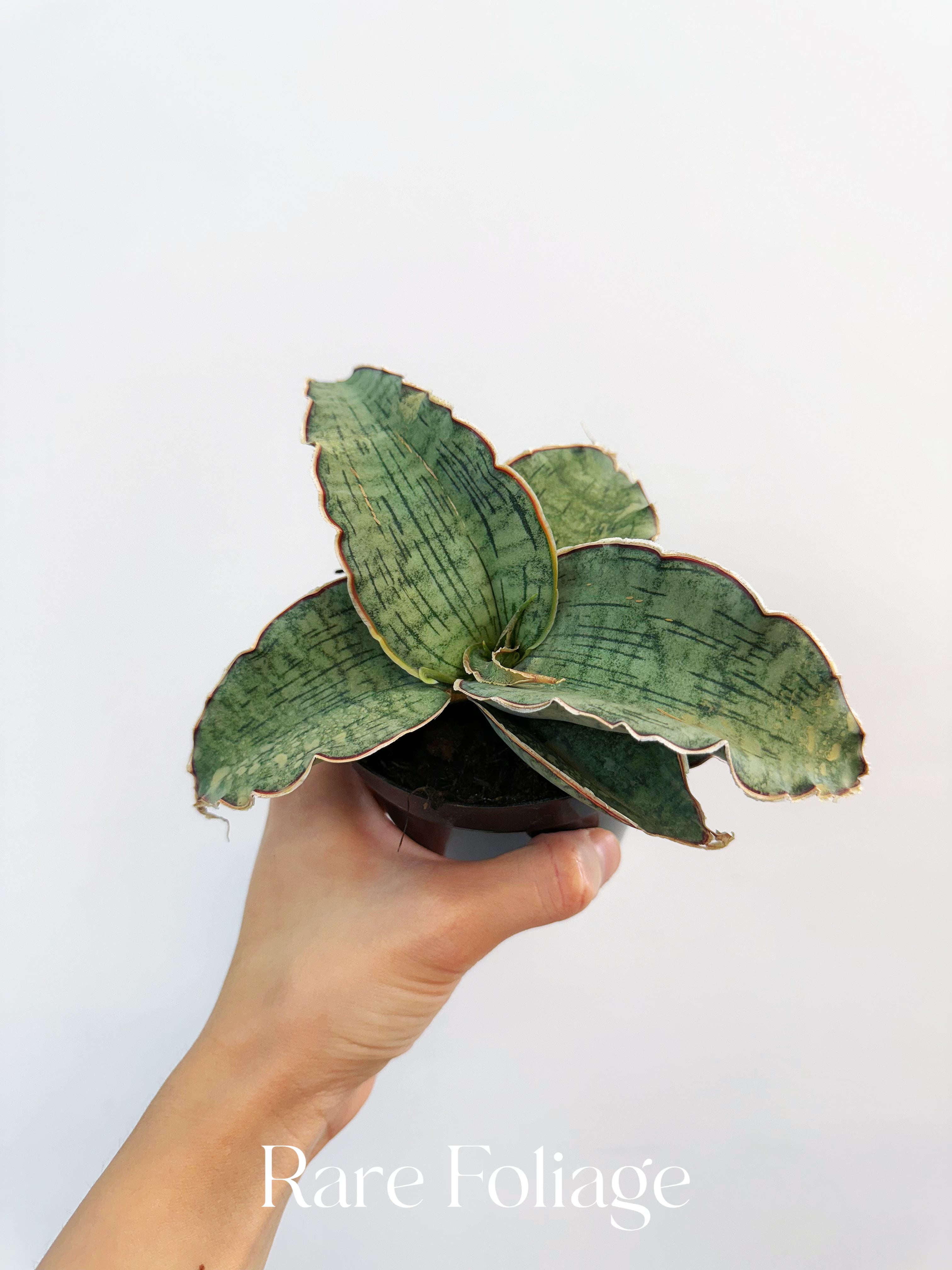 Sanseveria Kirkii Silver Blue - Thumbnail 2