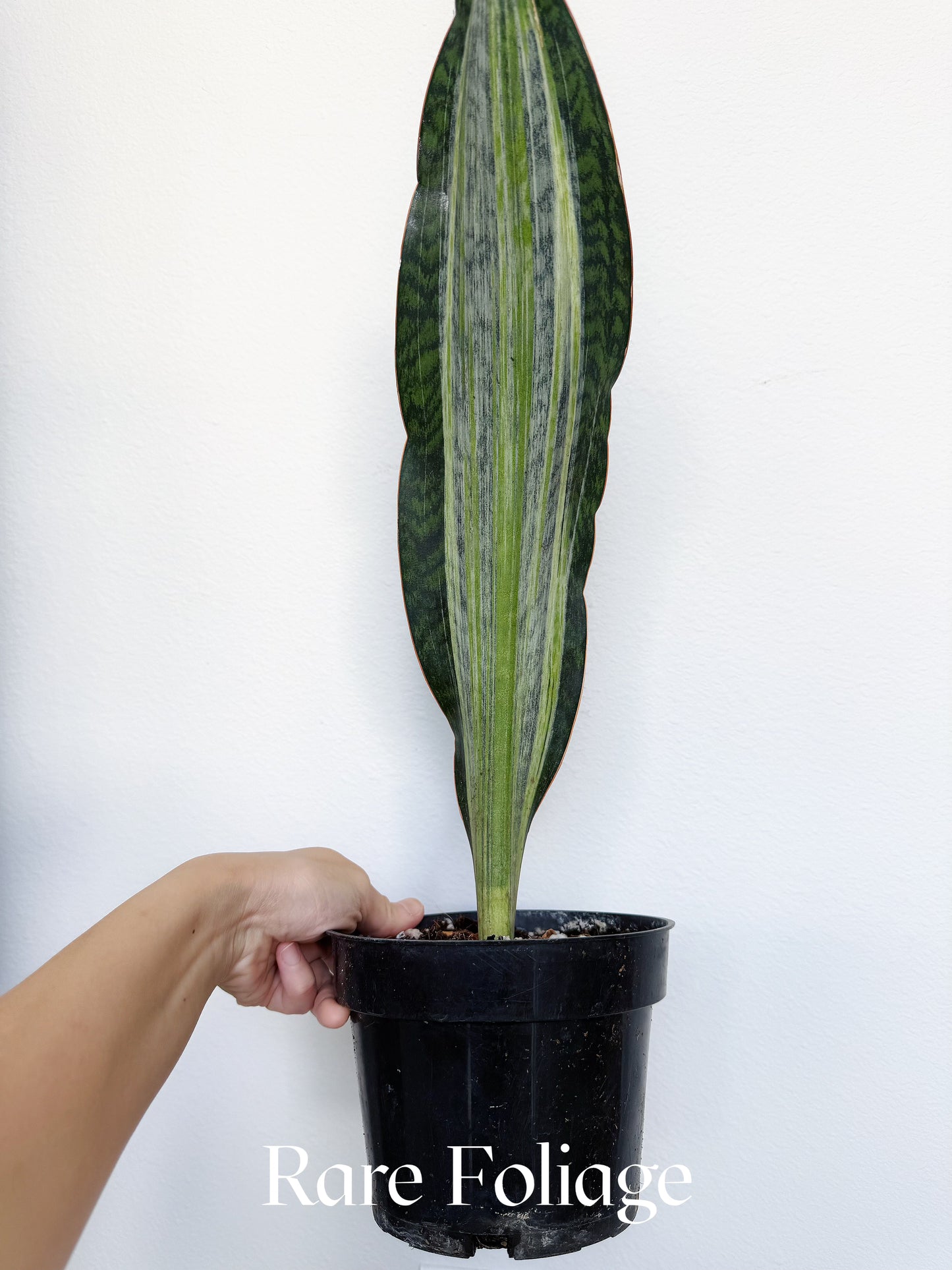 Sansevieria ‘Whale Fin’ Albo/Mint Variegated 6”